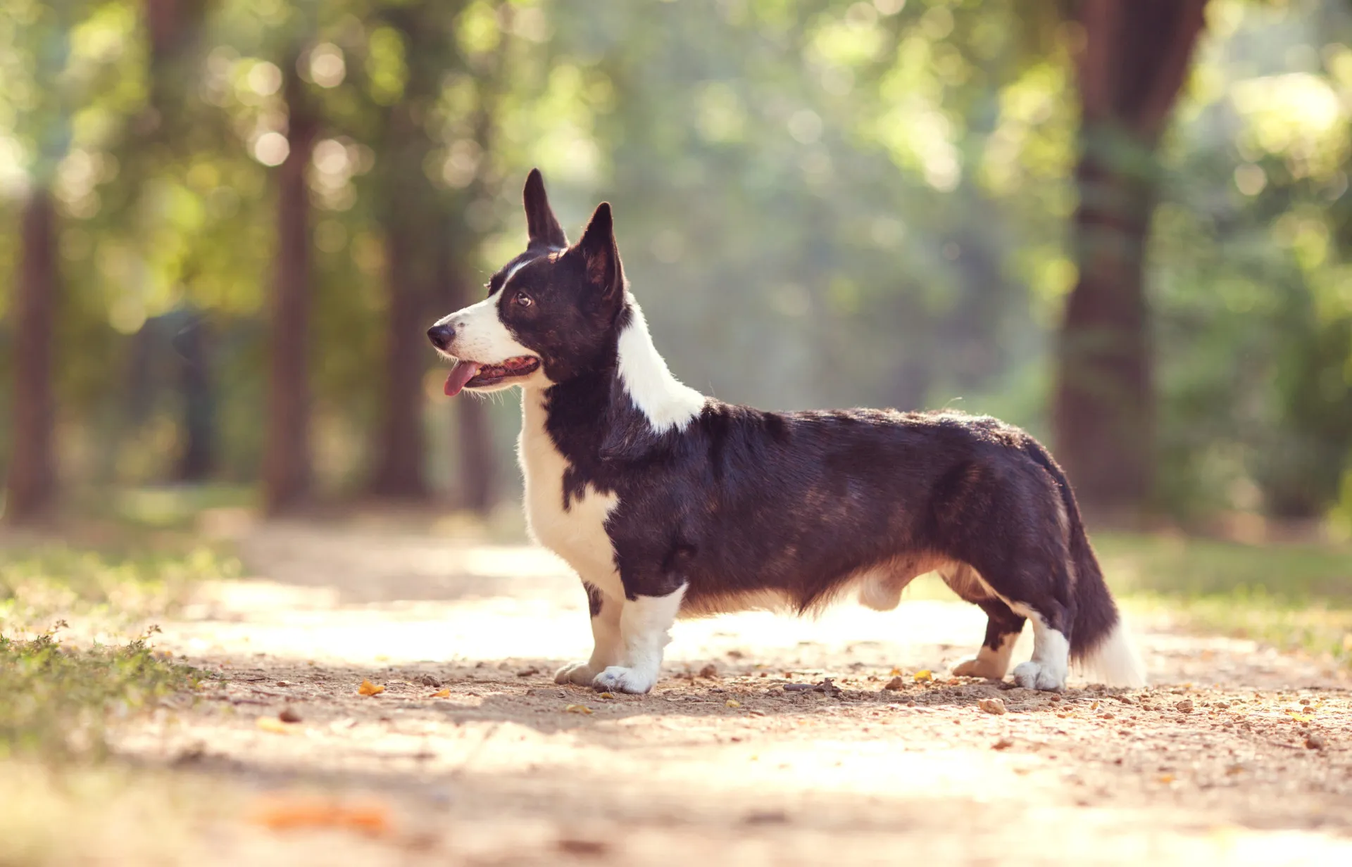 Um Welsh Corgi Cardigan de pelagem tricolor, deitado atentamente na grama.