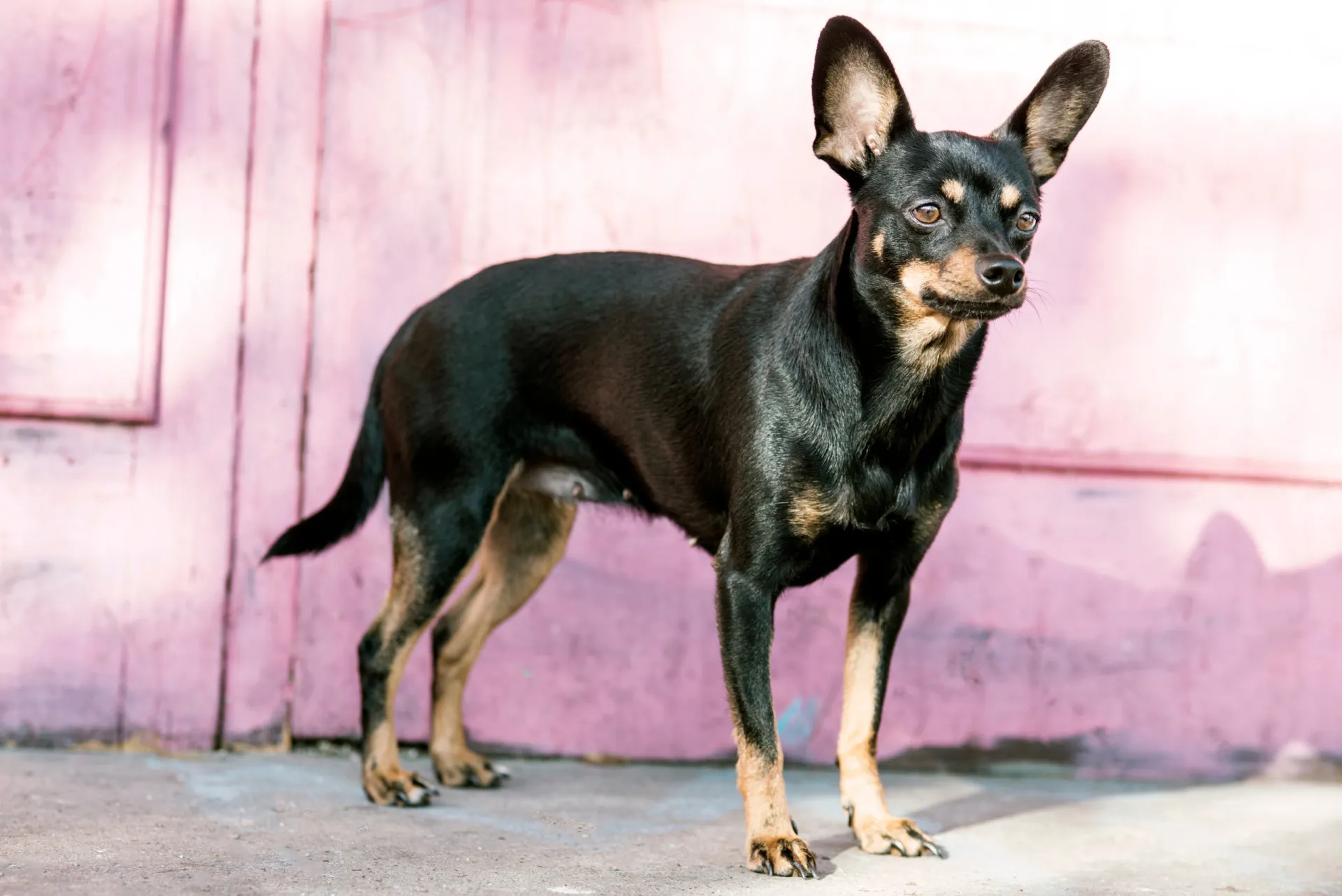 Um pequeno Black and Tan Toy Terrier, miniatura do Manchester Terrier, olhando para a câmera.