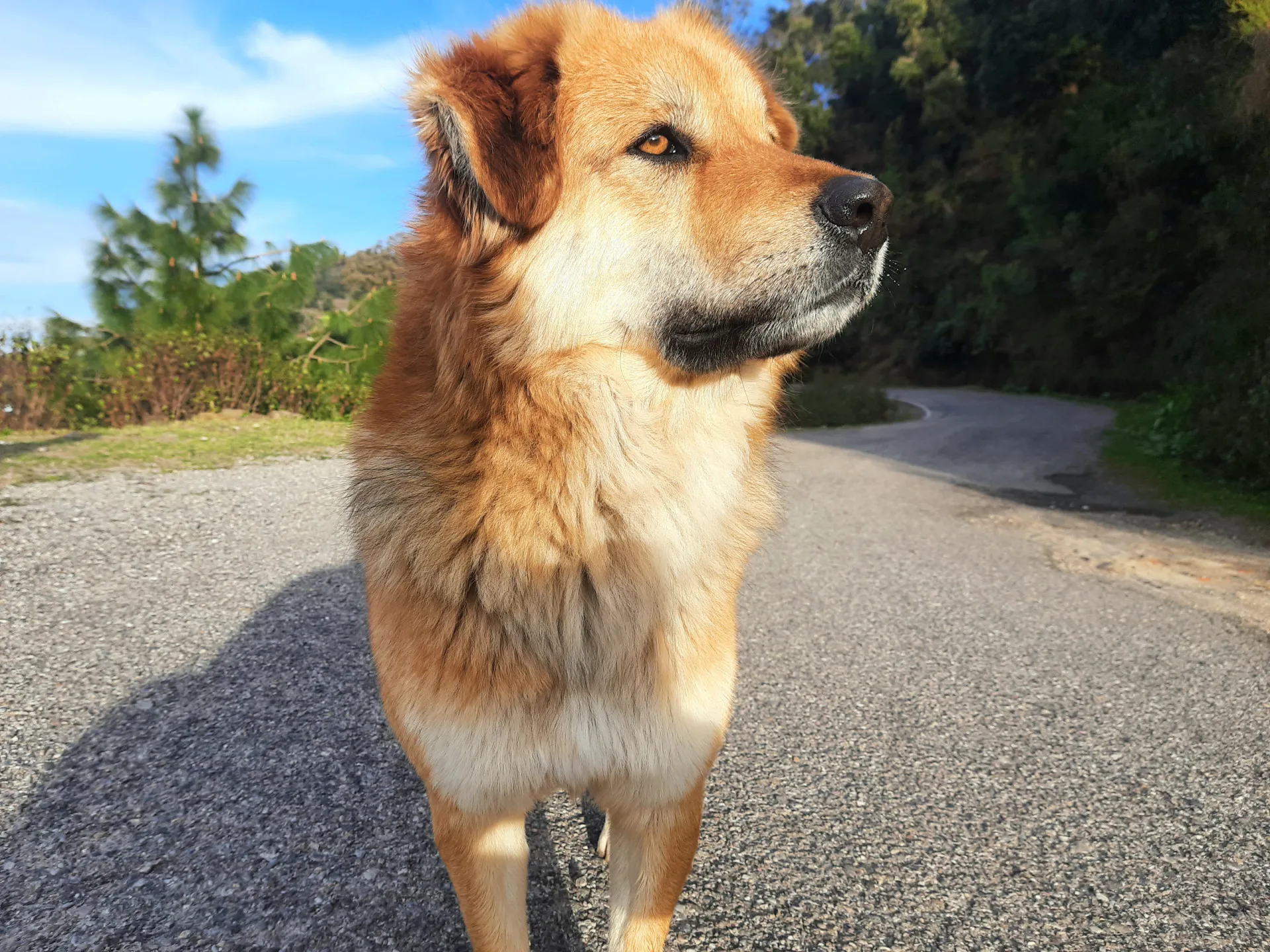 Um cão da raça Chinook, de pelagem dourada, sentado na neve.