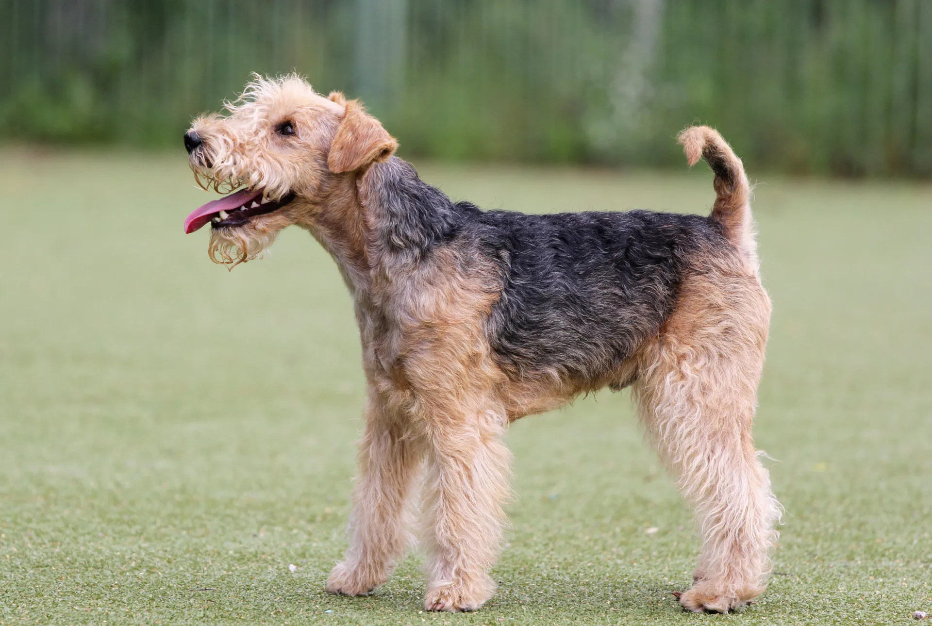 Um Lakeland Terrier de pelagem eriçada e expressão confiante, típico da região dos lagos.