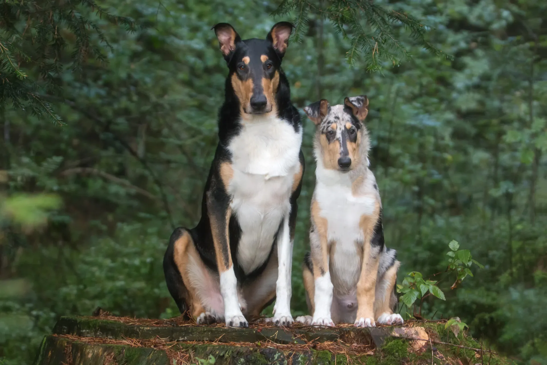 Um Smooth Collie, idêntico a um Collie tradicional, mas com pelagem curta.