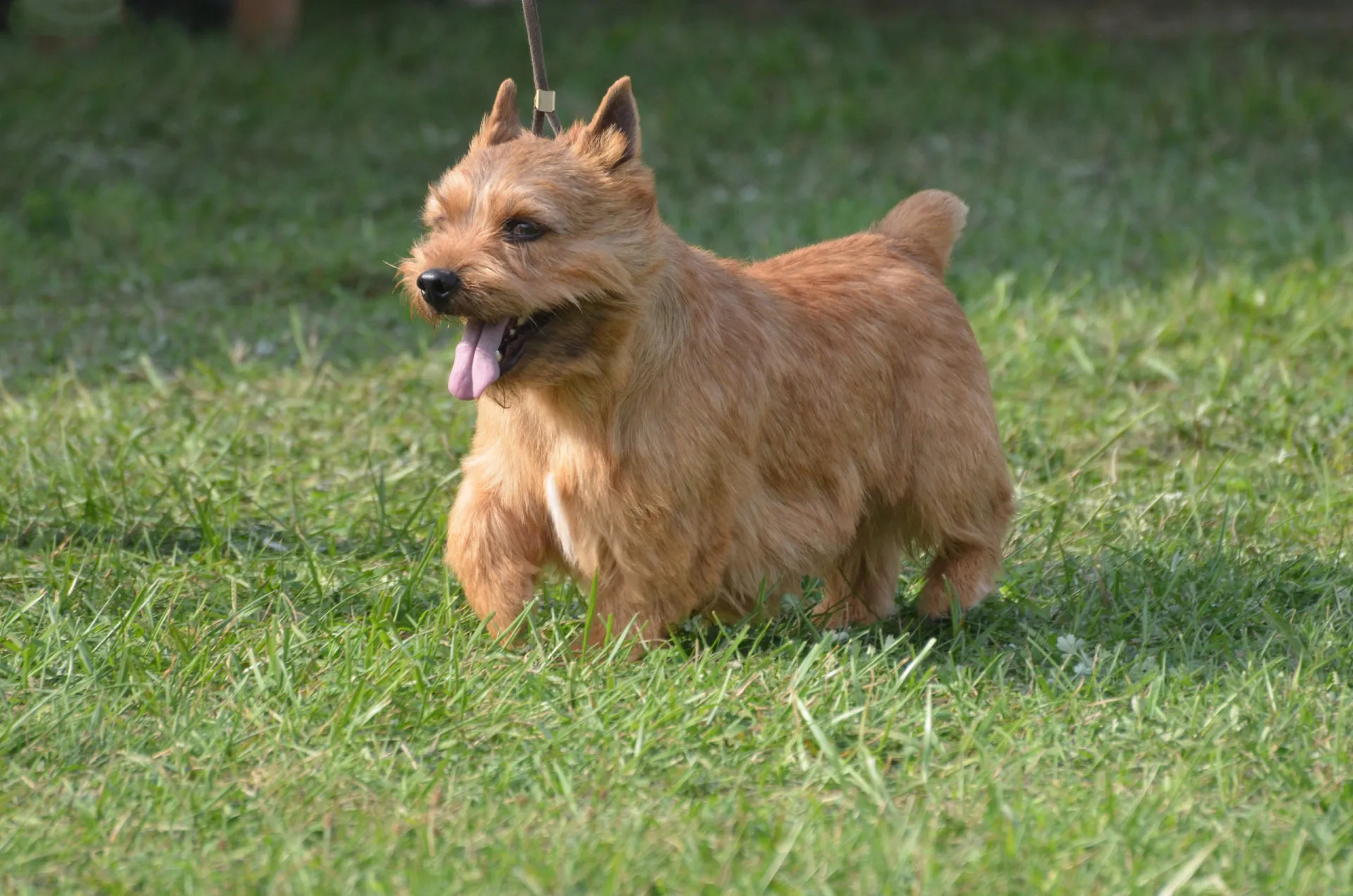 Um Terrier Irlandês de Glen, de pelagem áspera e corpo robusto, olhando para a câmera.