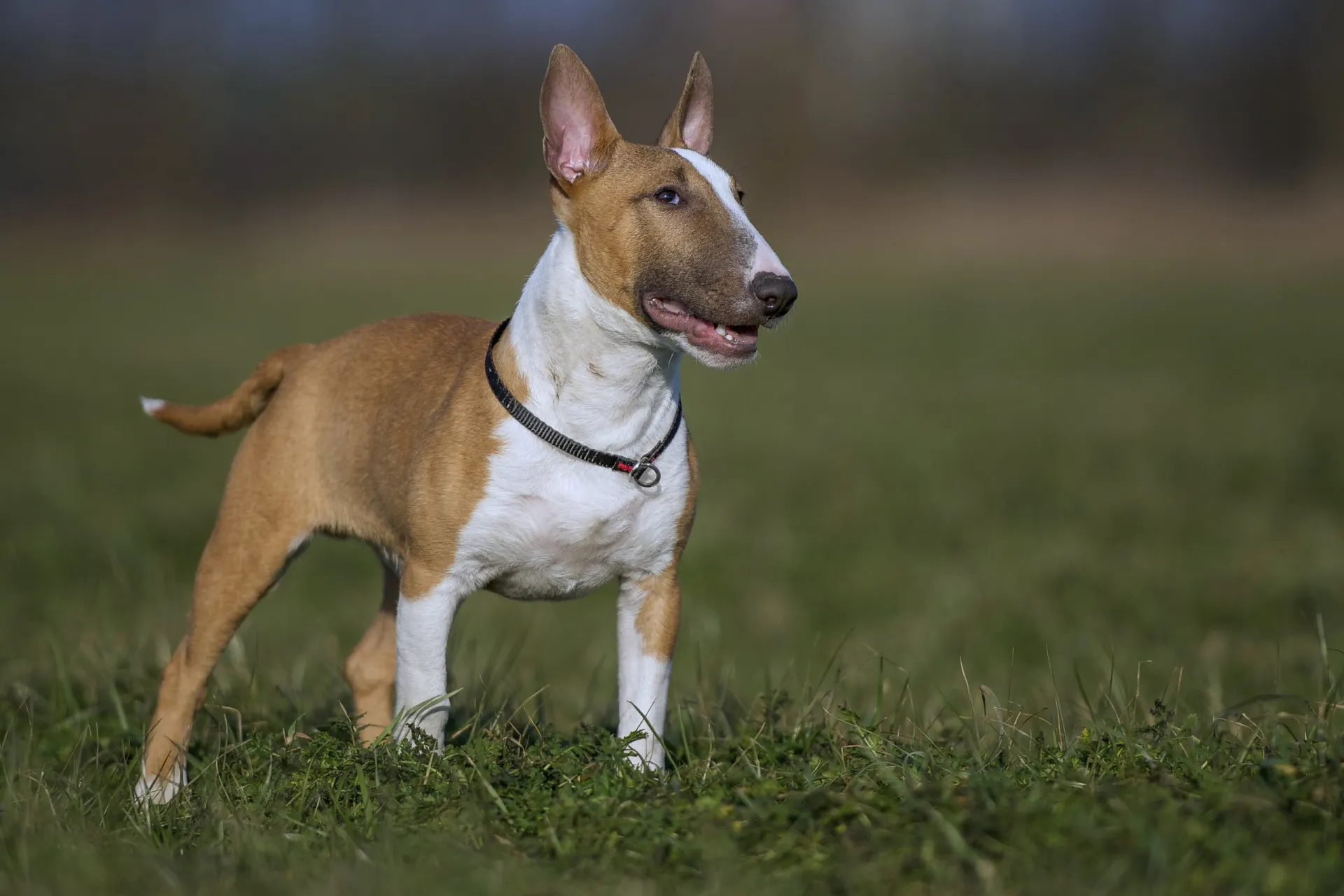 Um Bull Terrier Miniatura branco com sua cabeça em formato de ovo, olhando atentamente.