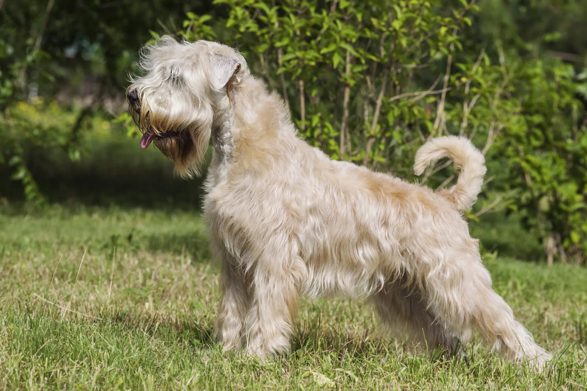 Um Soft Coated Wheaten Terrier com sua pelagem cor de trigo, macia e sedosa.