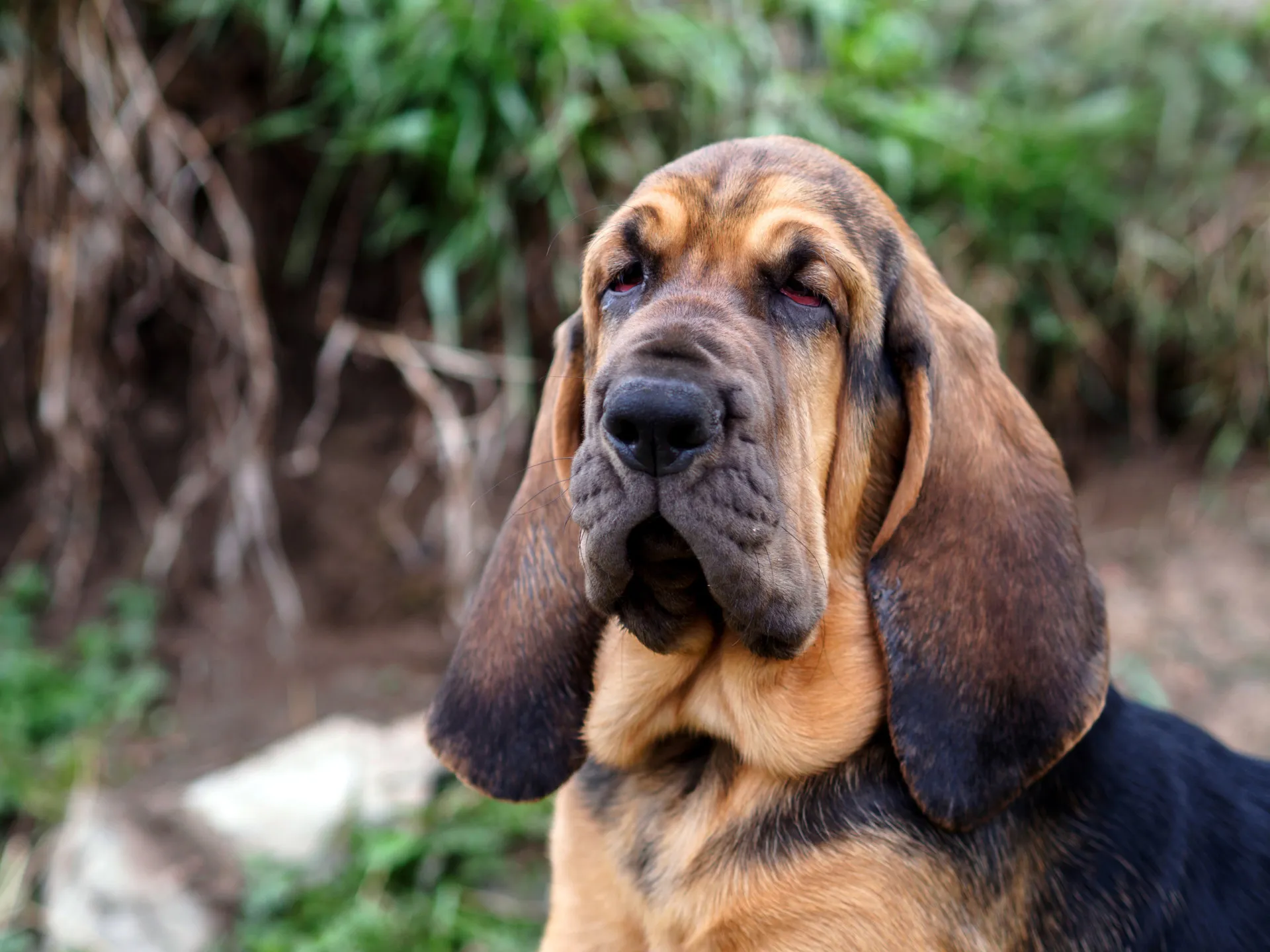 Um cão da raça Bloodhound com suas orelhas longas e expressão séria.