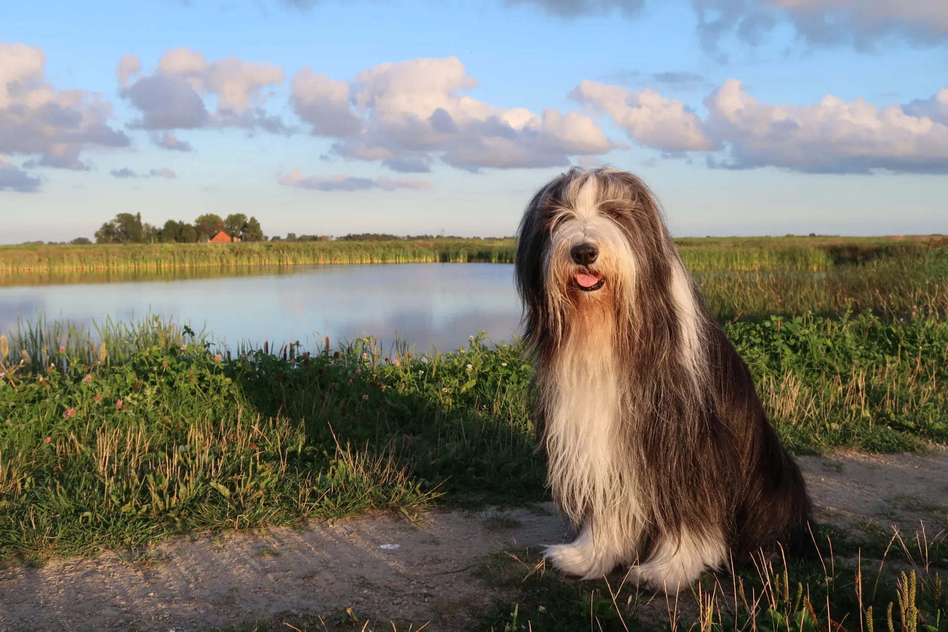 Um Bearded Collie peludo e cinza, correndo alegremente em um campo.