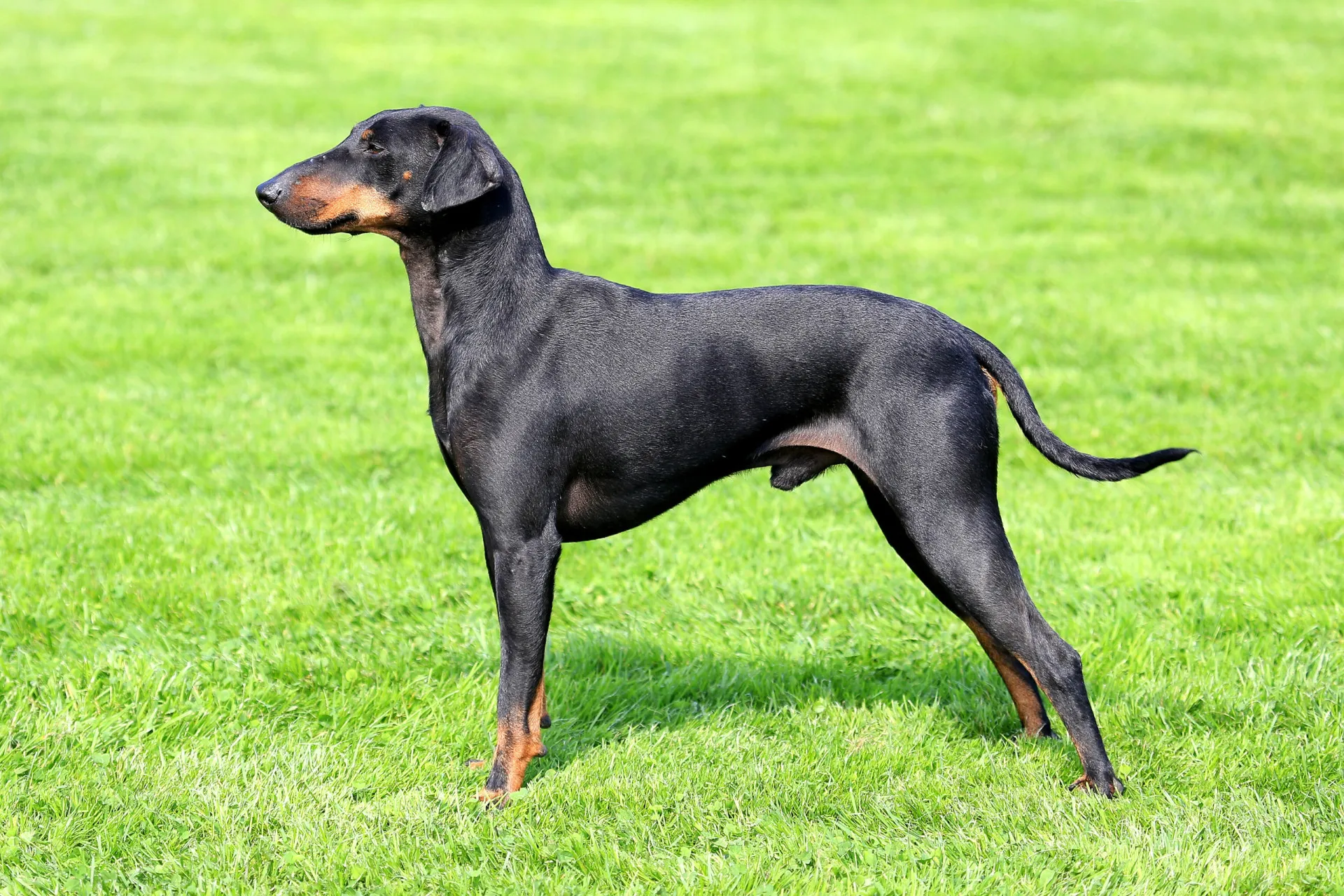 Um Manchester Terrier preto e castanho, com uma postura alerta e elegante.