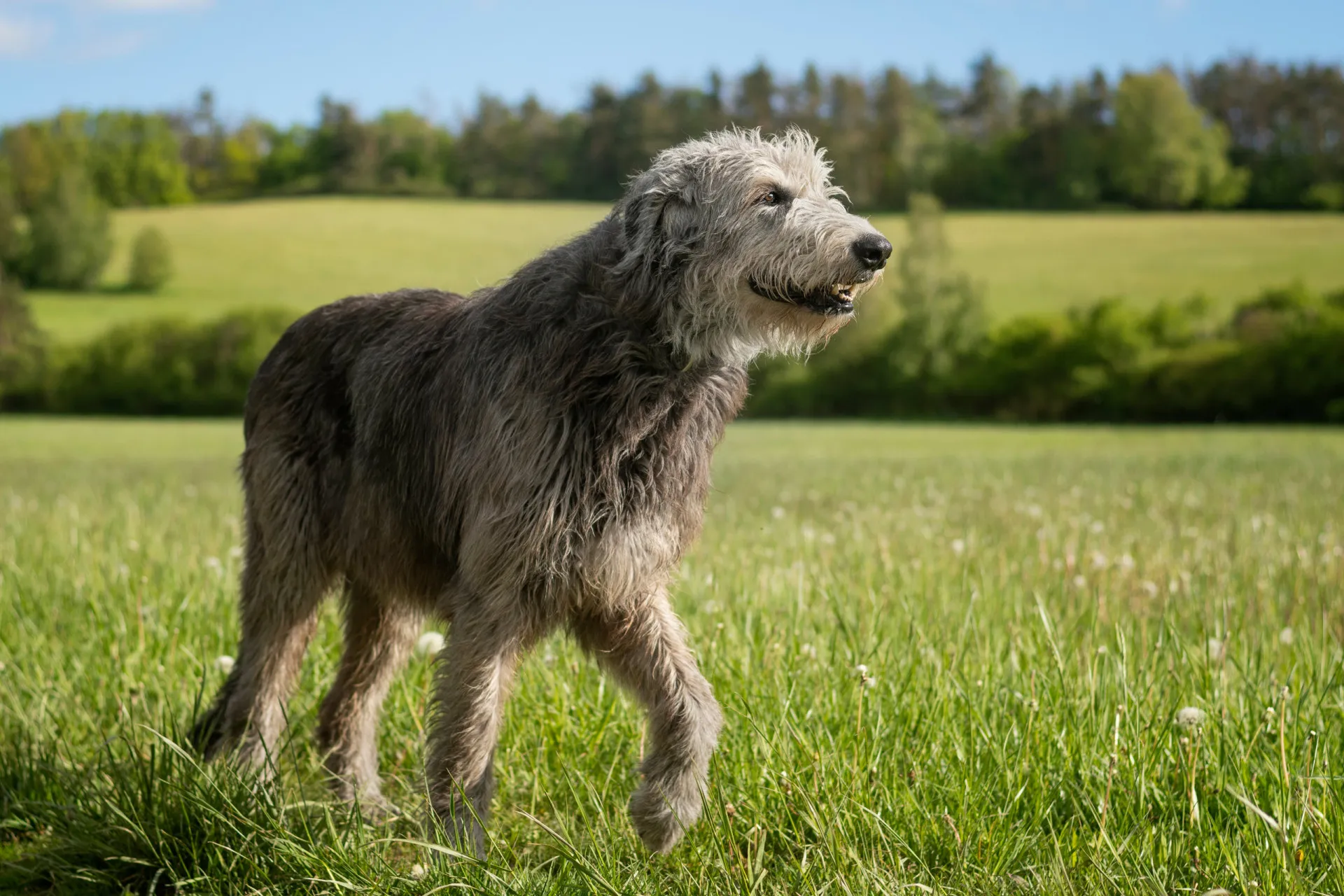 Um Irish Wolfhound gigante e de pelagem áspera, em pé ao lado de uma pessoa para comparação de tamanho.