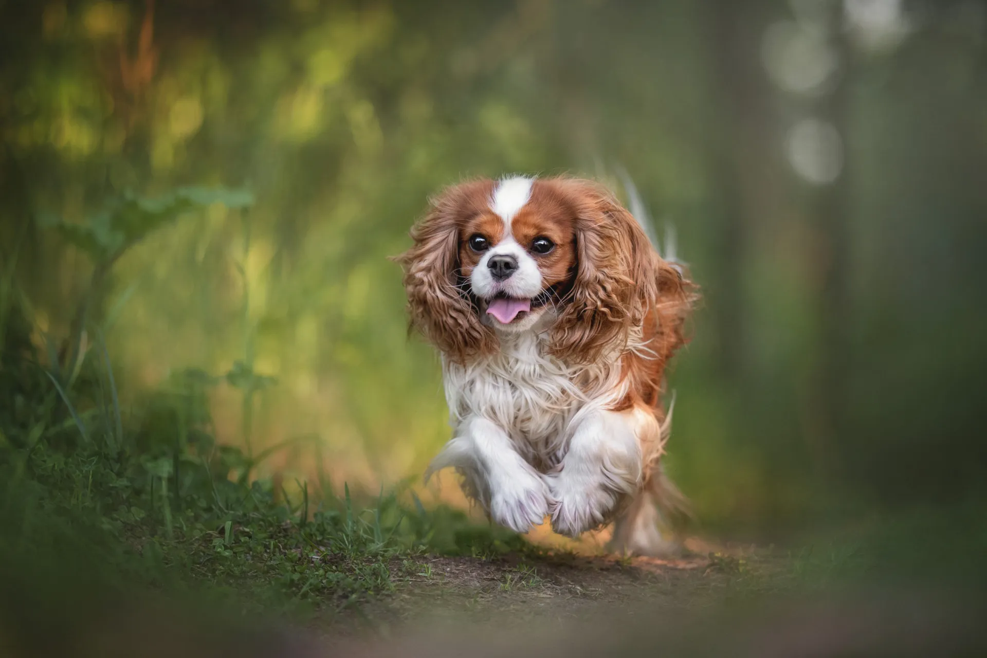 Um King Charles Spaniel com focinho achatado e grandes olhos escuros.