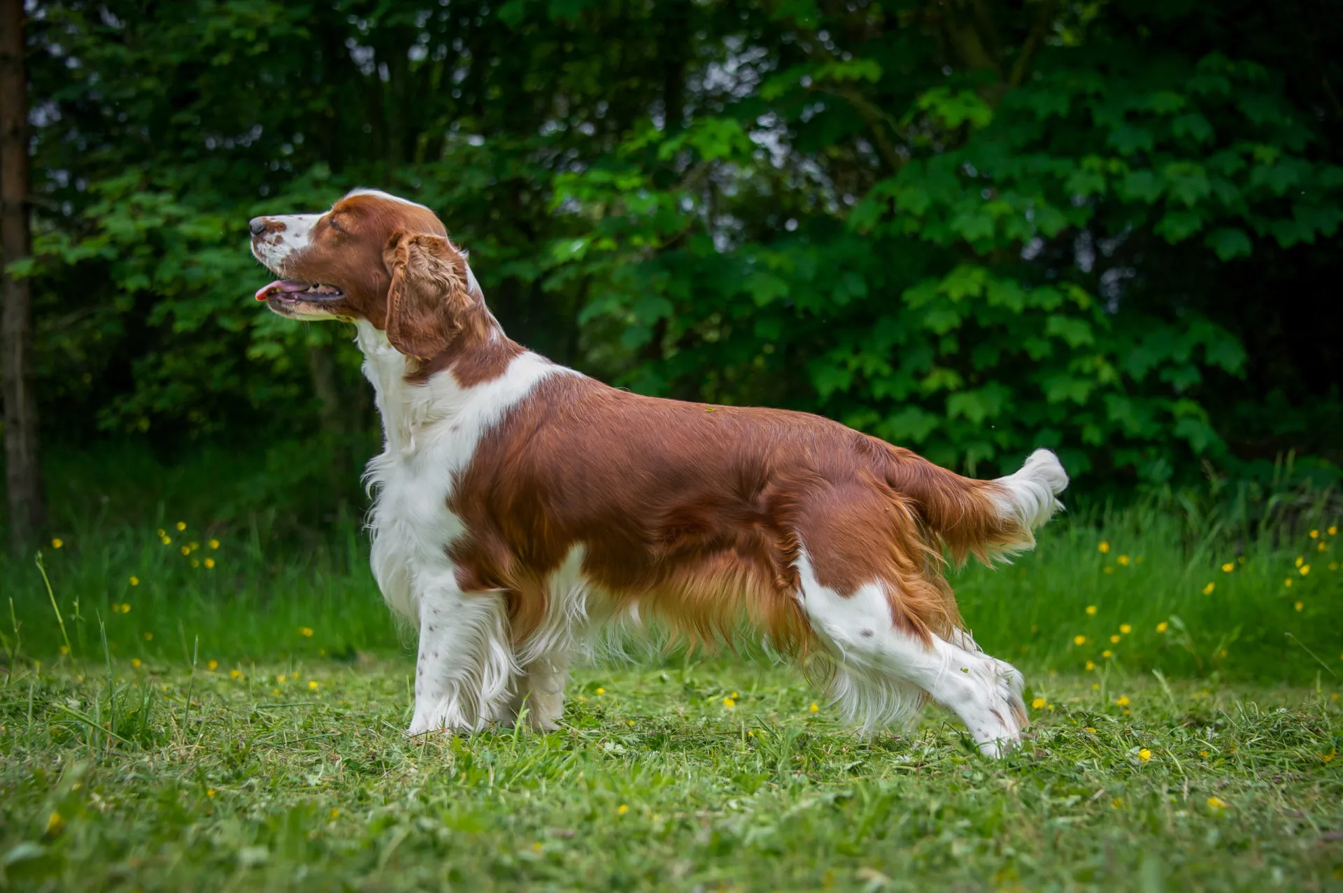 Um Welsh Springer Spaniel com sua pelagem vermelha e branca, em pé em um ambiente natural.