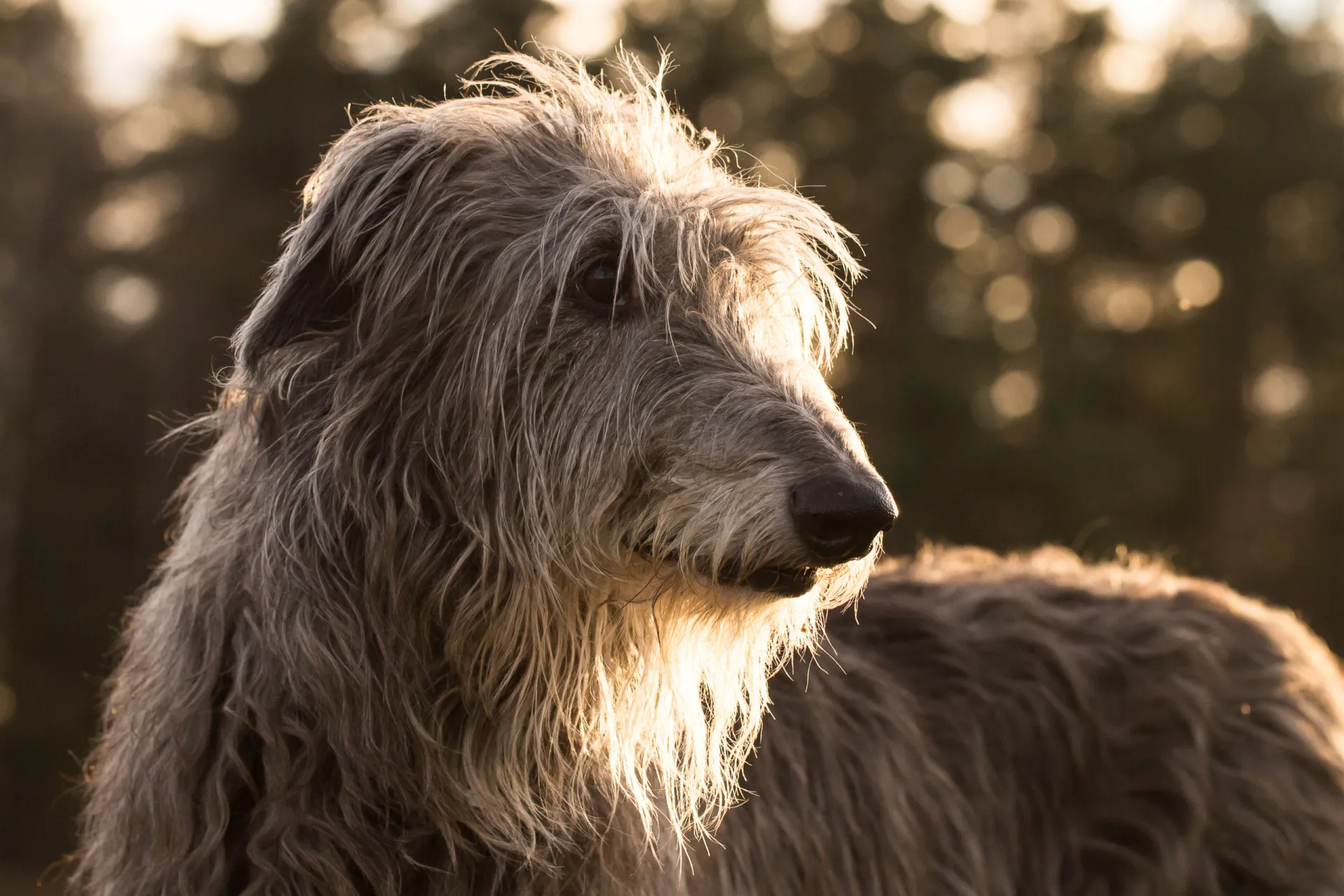 Um Deerhound escocês, alto e esguio, com uma expressão gentil e pelagem áspera.