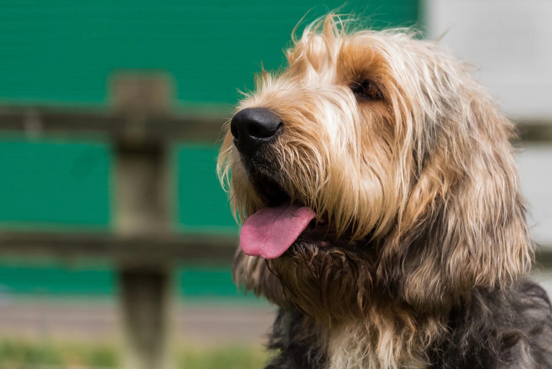 Um Otterhound peludo e grande, com uma expressão amigável e barba característica.