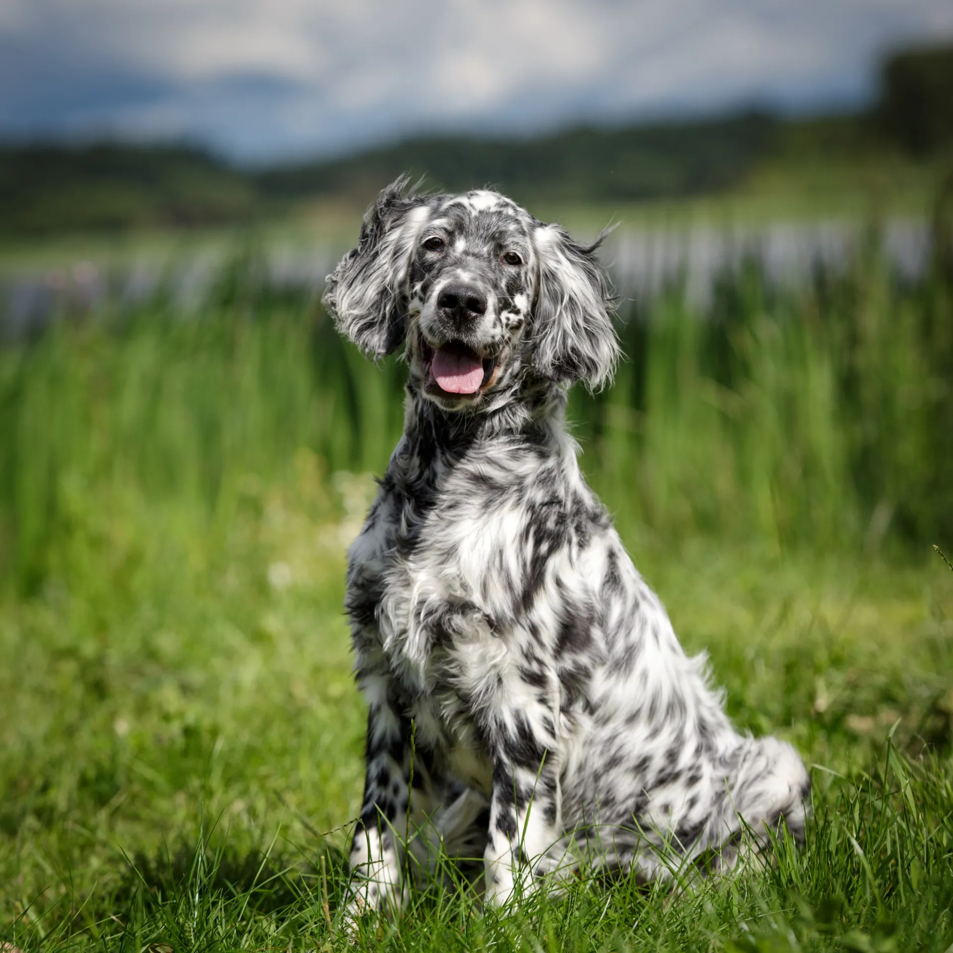 Um Setter Inglês com sua distinta pelagem branca salpicada de preto (belton).
