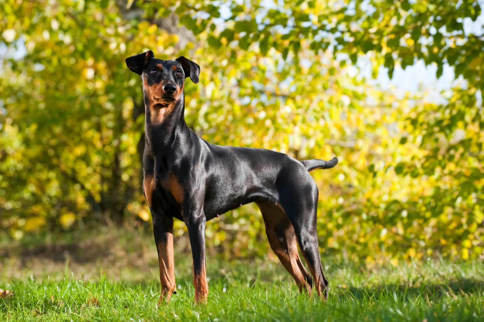 Um German Pinscher de pelagem preta e castanha, em pé e alerta.
