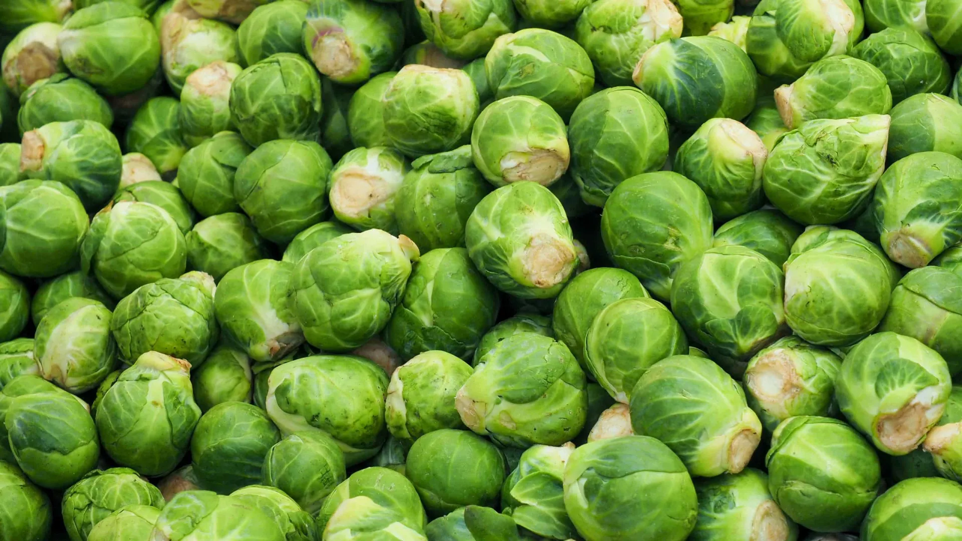 Pequenas e redondas couves de Bruxelas, prontas para serem cozidas.