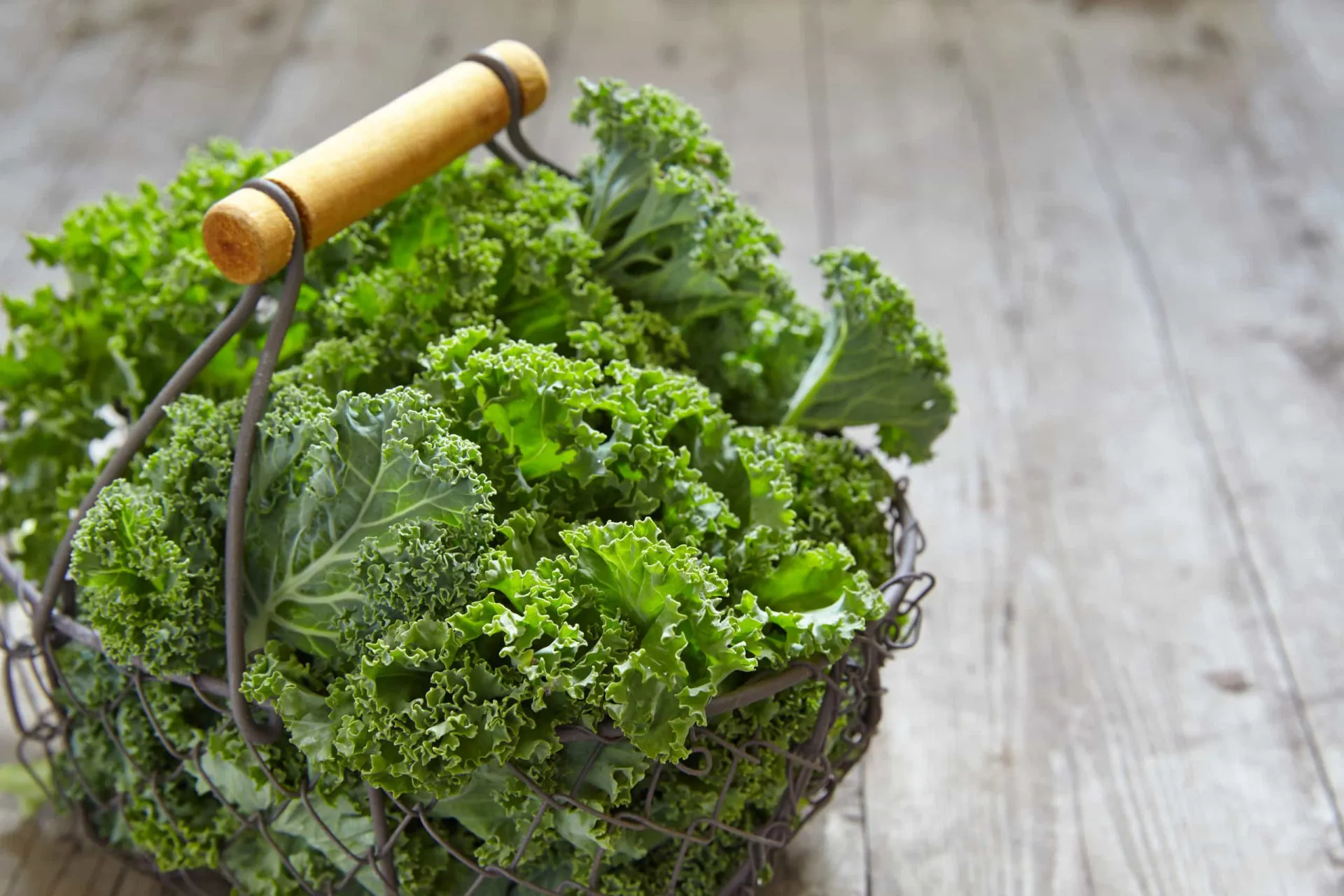 Folhas de couve verde-escuras e crespas, um superalimento.