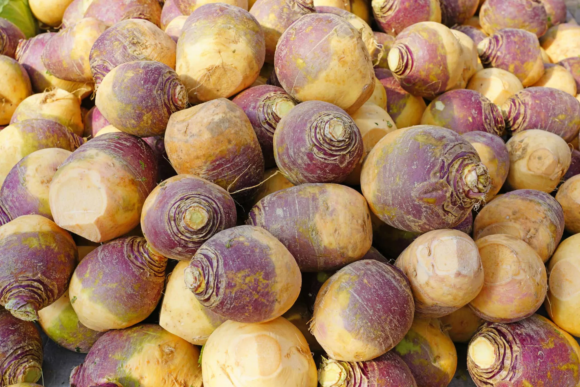 A rutabaga, um vegetal de raiz com casca amarelada e polpa clara.