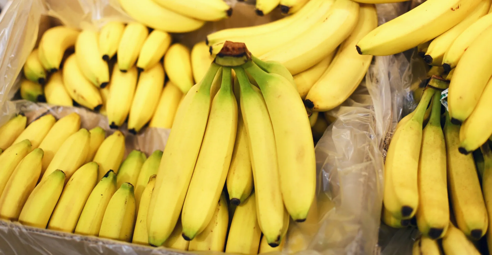 Cacho de bananas maduras e amarelas, prontas para o consumo.