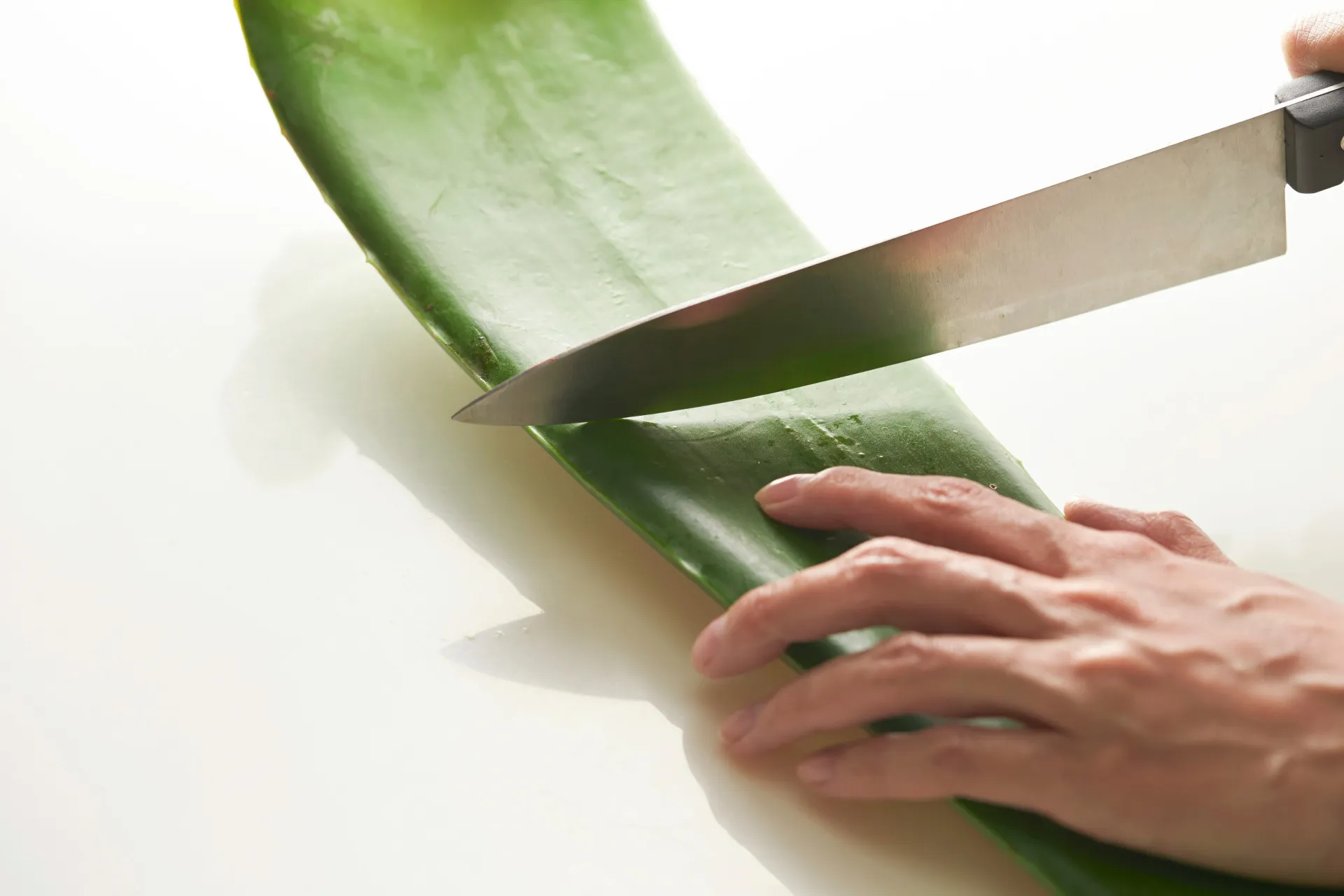 Planta de babosa (aloe vera) com suas folhas grossas e suculentas.