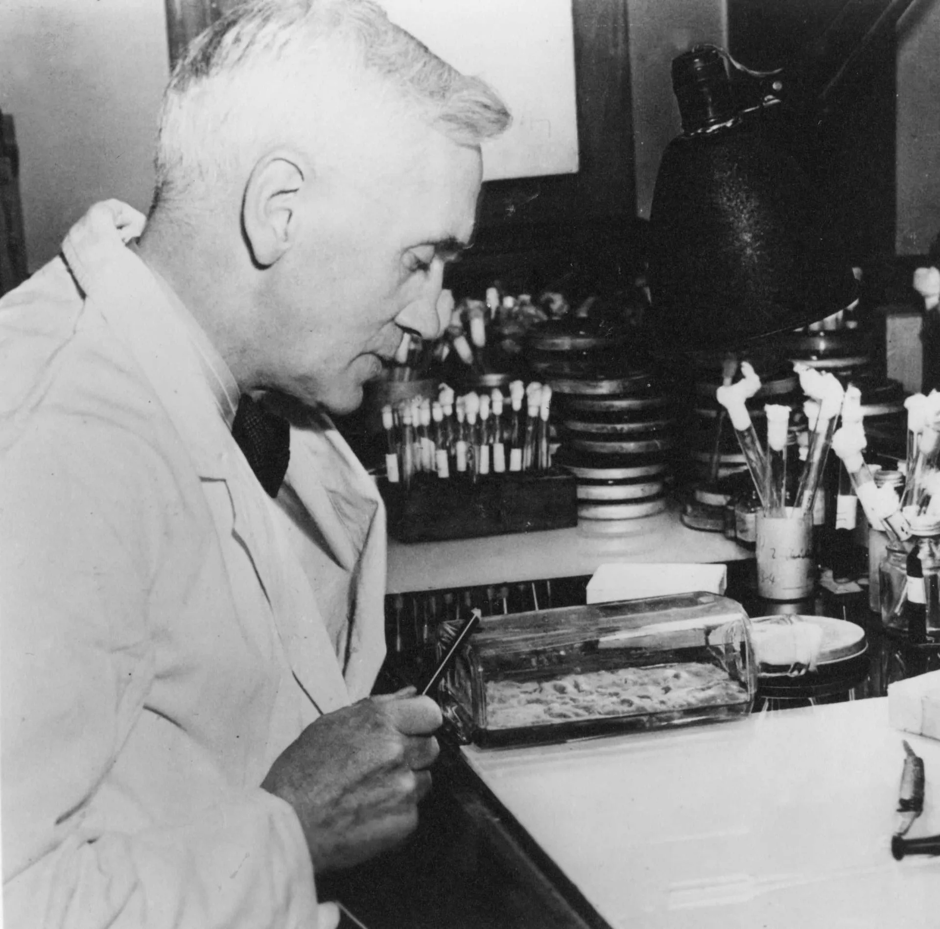 O biólogo Alexander Fleming em seu laboratório, observando uma placa de Petri com atenção.