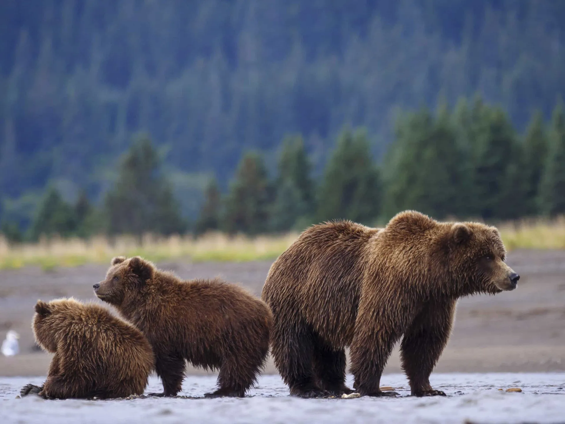Urso pardo selvagem em seu habitat natural no Alasca, animal central do documentário 'O Homem-Urso'.