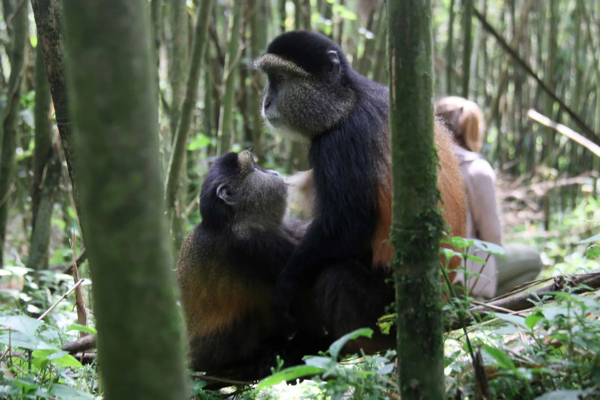 Guarda florestal cuidando de um gorila da montanha no Parque Nacional de Virunga.