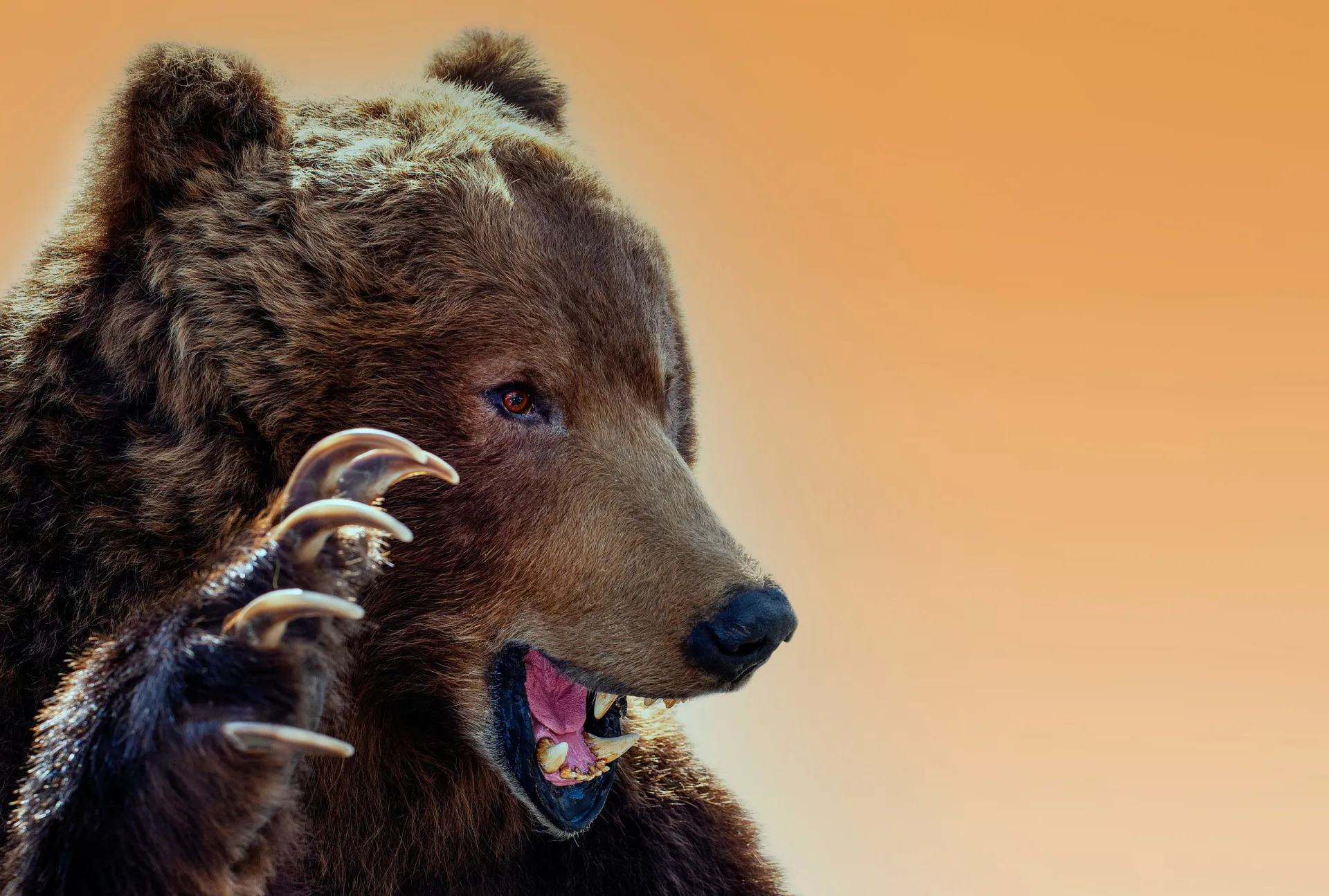 Urso pardo em pé nas patas traseiras em uma floresta, parecendo agressivo.