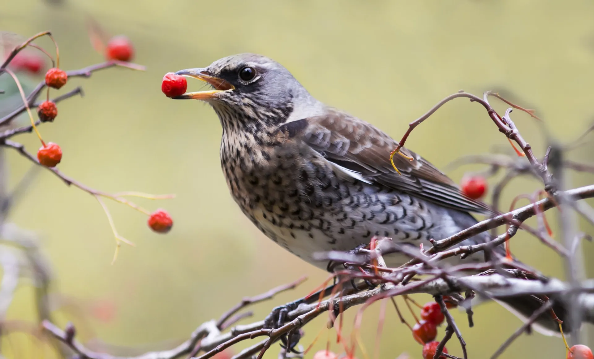 Esquilo comendo uma fruta vermelha em um galho de árvore.