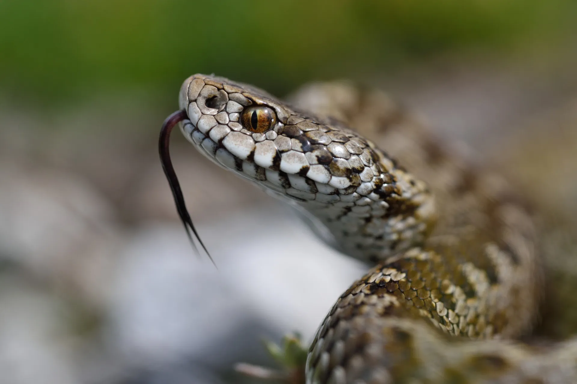 Uma cobra venenosa pronta para atacar em um ambiente natural.