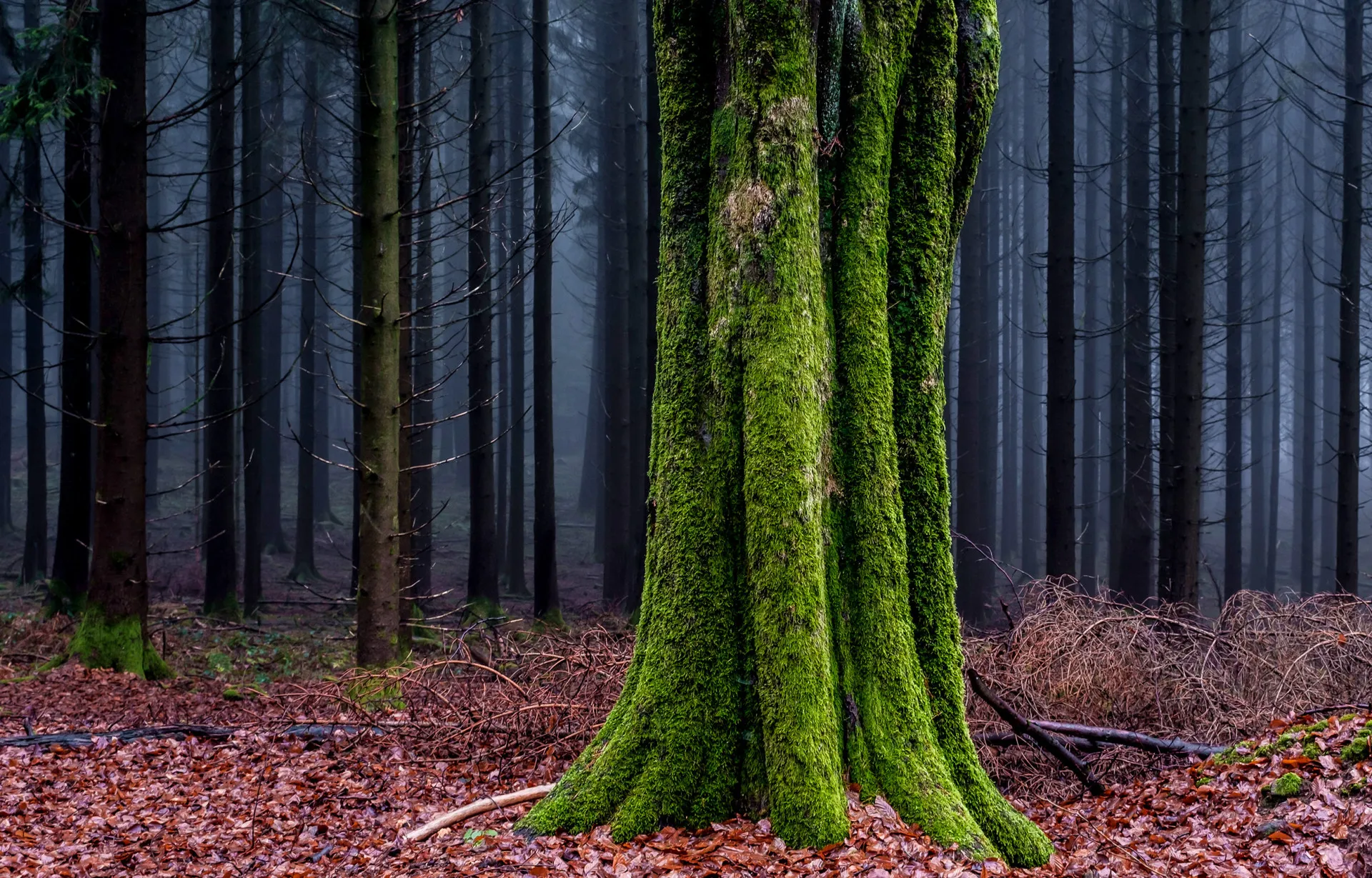 Tronco de árvore coberto de musgo verde em uma floresta úmida.