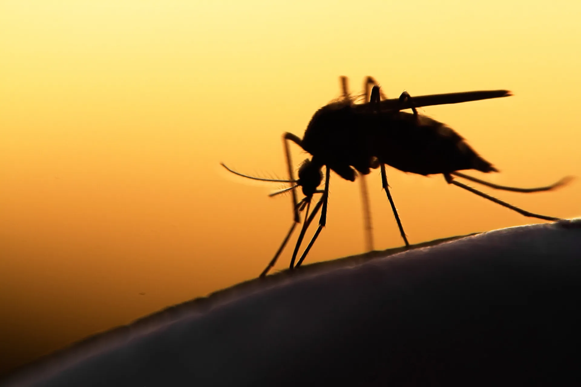 Sinal de proibido sobre a imagem de um mosquito.