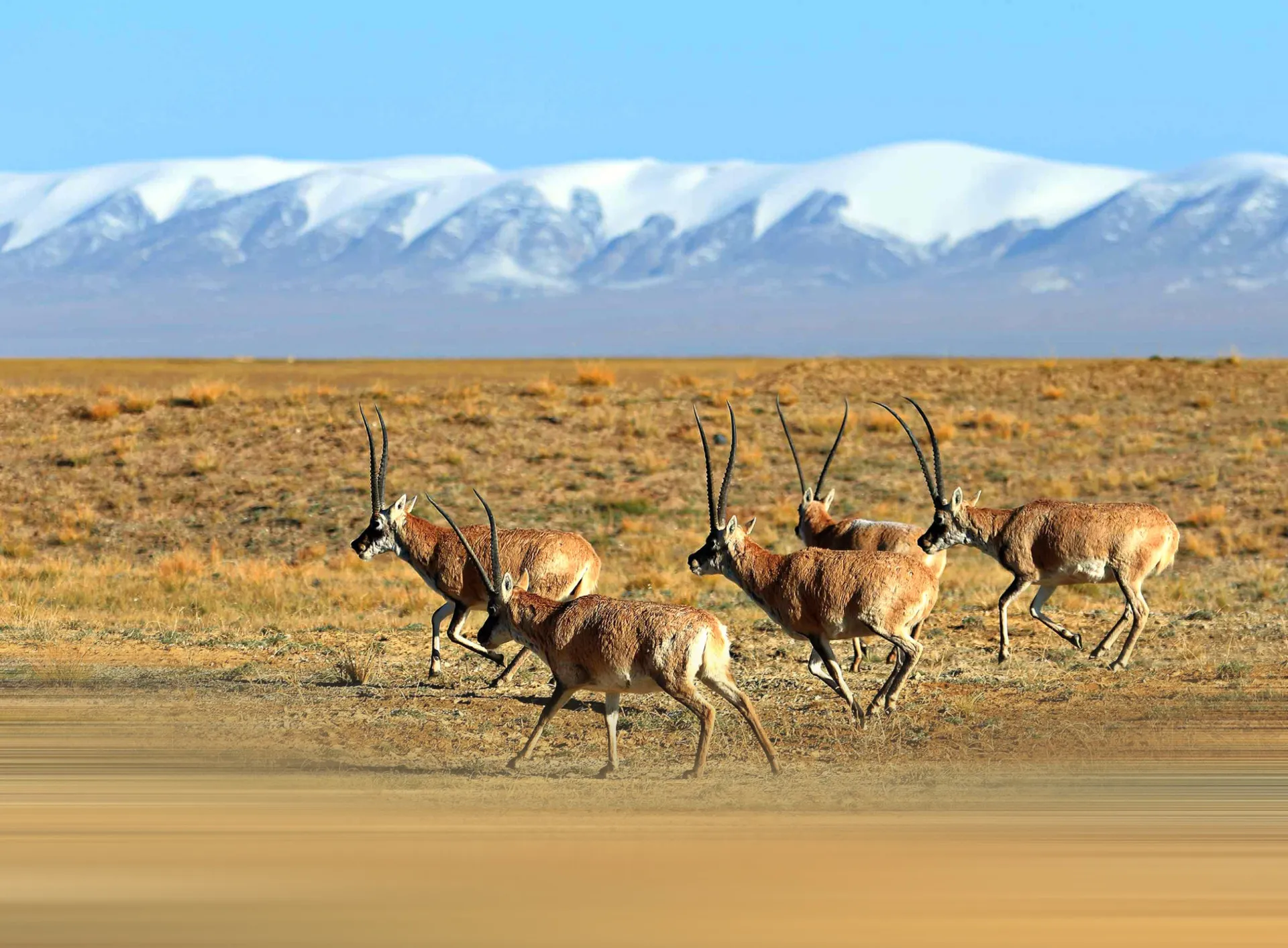 Um xale de shahtoosh, feito da lã extremamente fina e valiosa do antílope tibetano.
