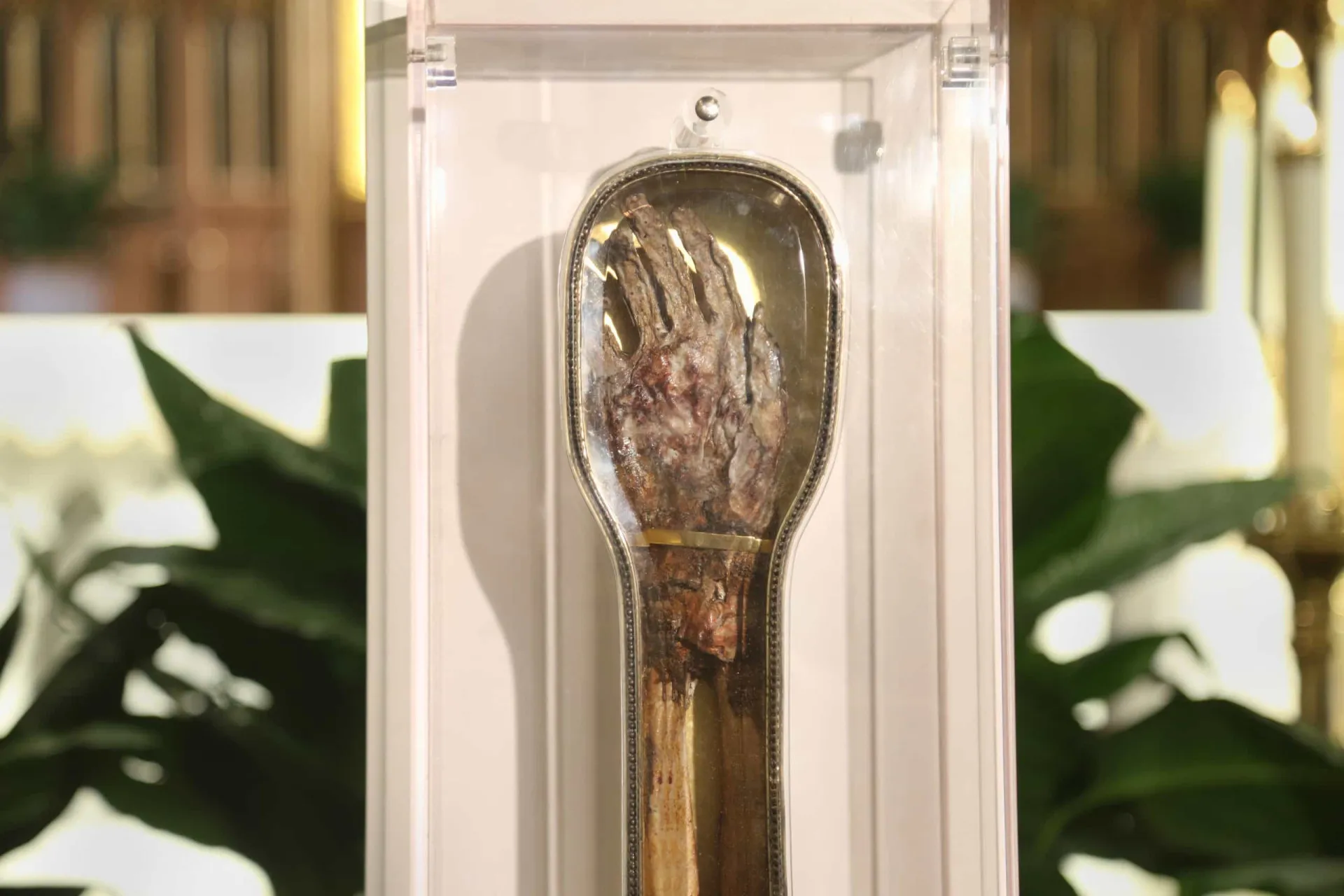 Braço de São Francisco Xavier preservado em um relicário, uma importante relíquia católica.