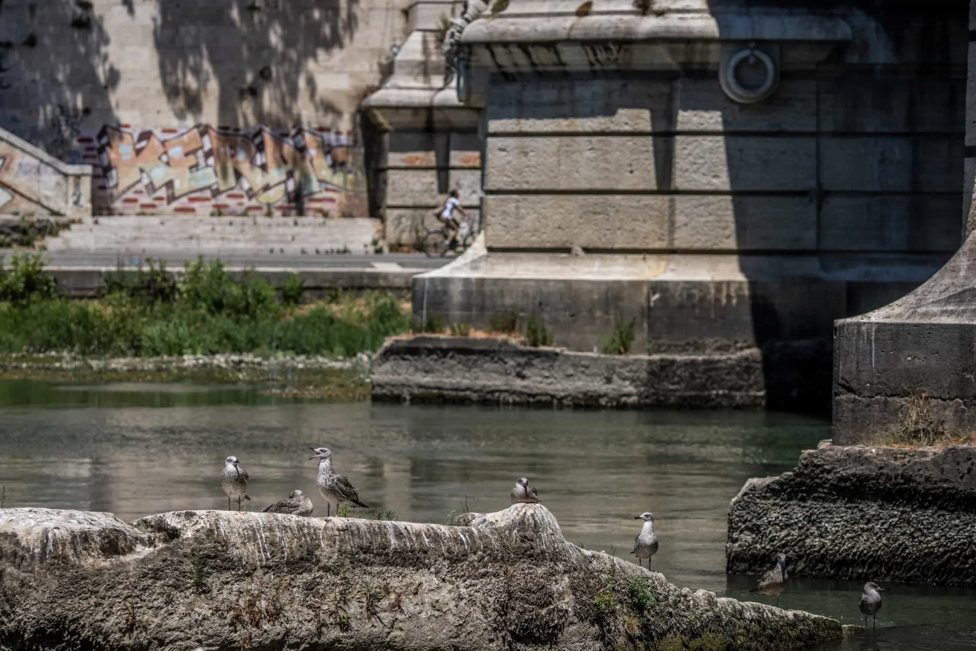 Pedaços da estrutura da Ponte Neroniana claramente visíveis acima da linha da água do Tibre.