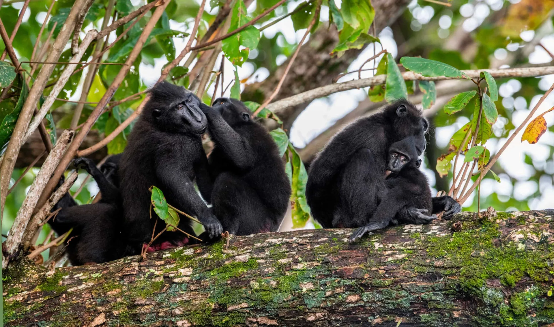 Um grupo de macacos juntos, demonstrando proximidade e contato físico.