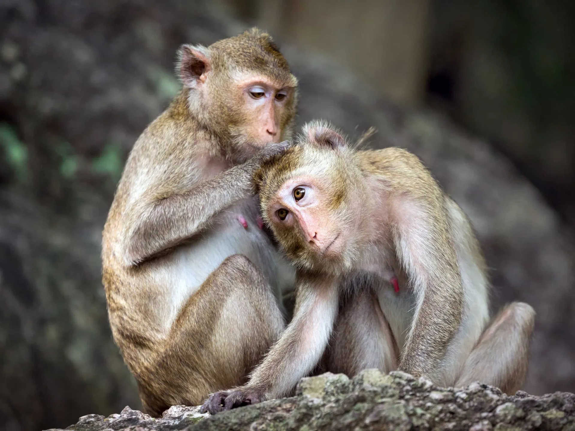 Dois macacos se catando, um comportamento social comum entre primatas.