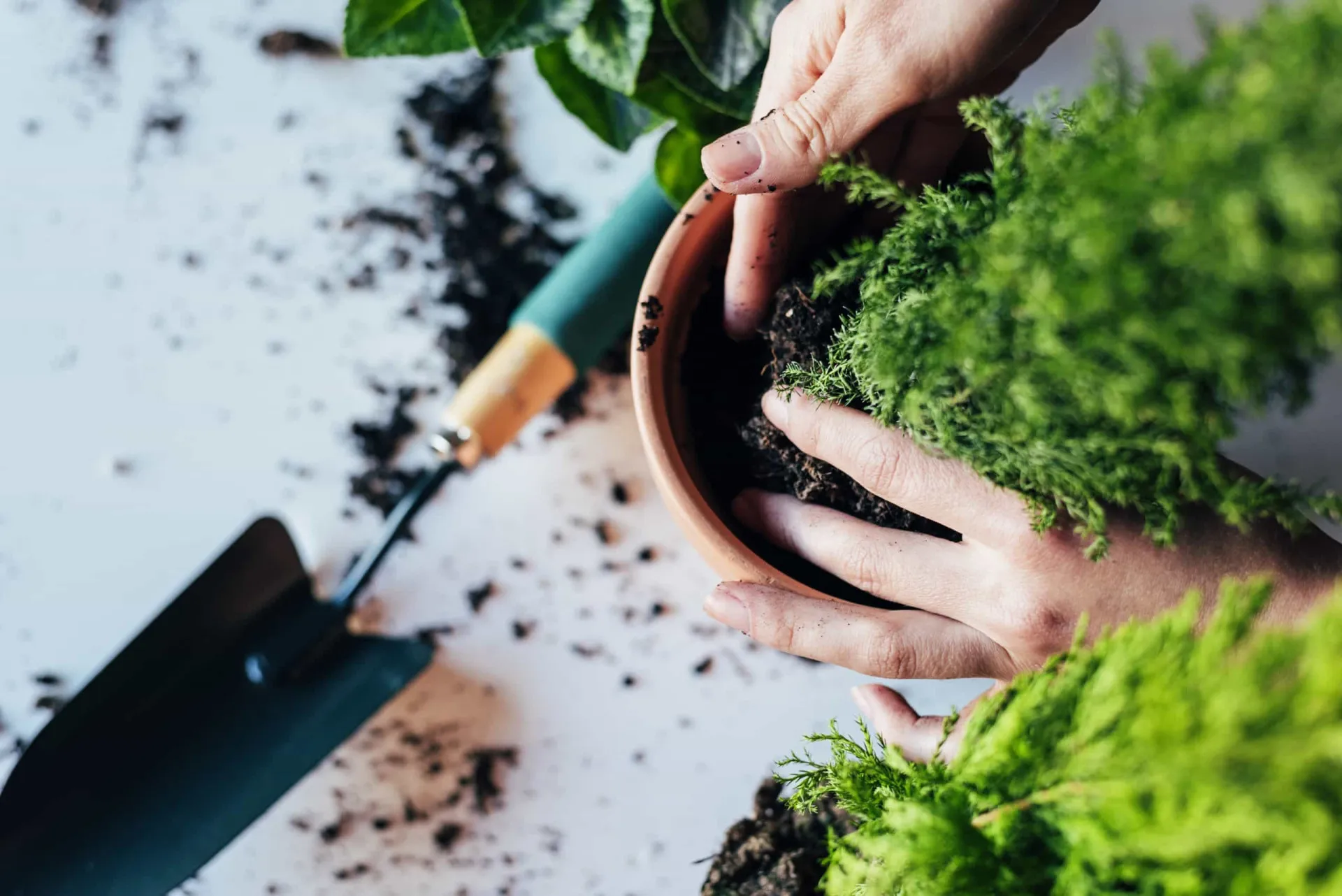 Uma pessoa cuidando de uma planta de interior, tocando suas folhas com delicadeza.