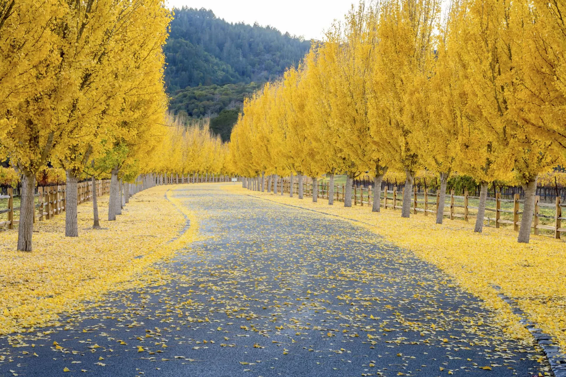 Uma majestosa árvore de Ginkgo com suas folhas amarelas brilhantes, simbolizando resistência.