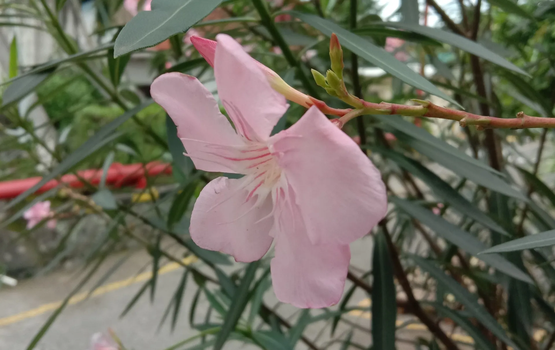 Flores de oleandro, ou espirradeira, com pétalas rosa e folhas verdes vibrantes.