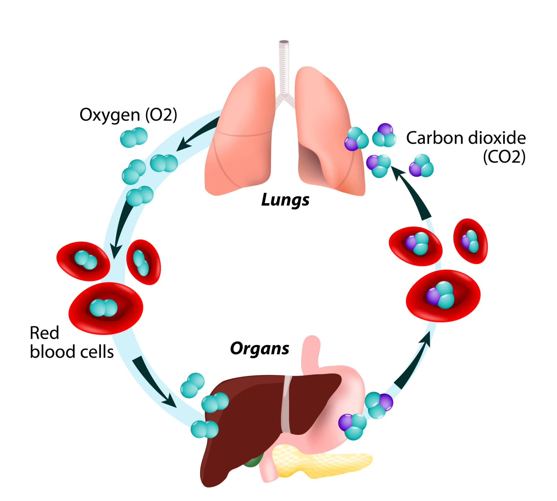 Ilustração dos pulmões humanos com um sinal de alerta, simbolizando falha respiratória.