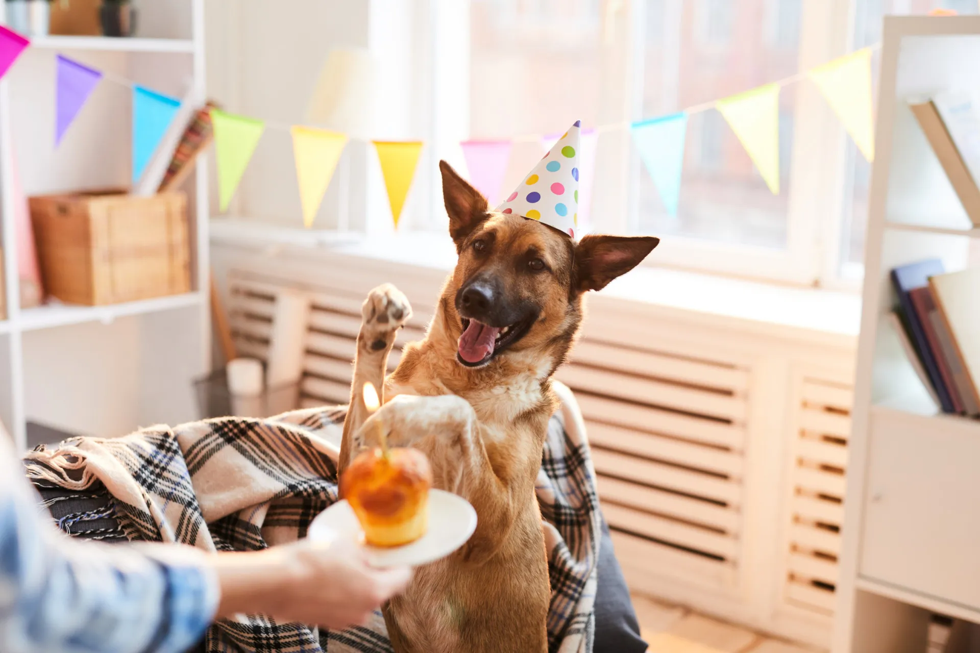Cachorro usando um chapéu de aniversário em uma festa com bolo e balões.