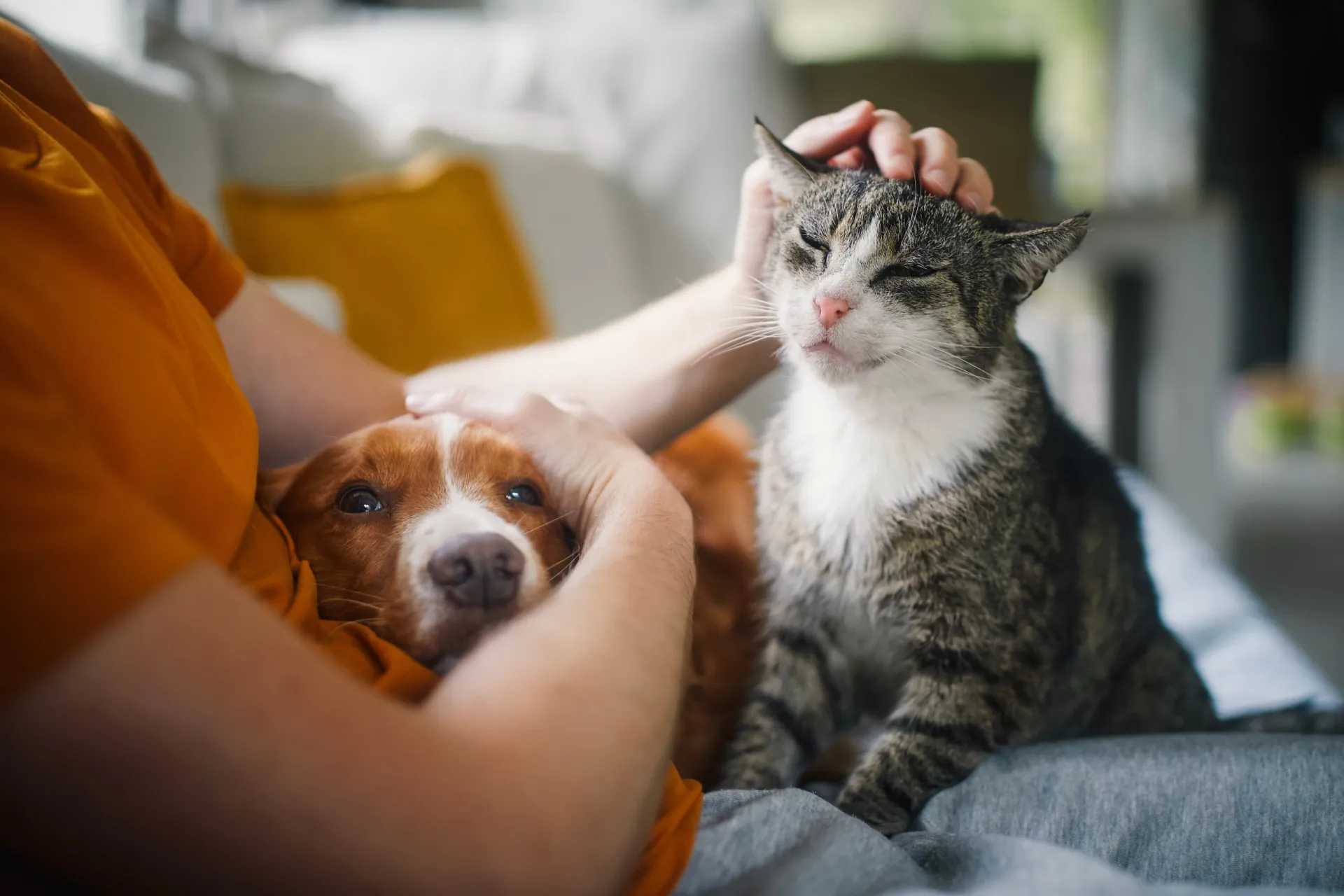 Um cão olhando com curiosidade para um gato, que o encara com desconfiança.