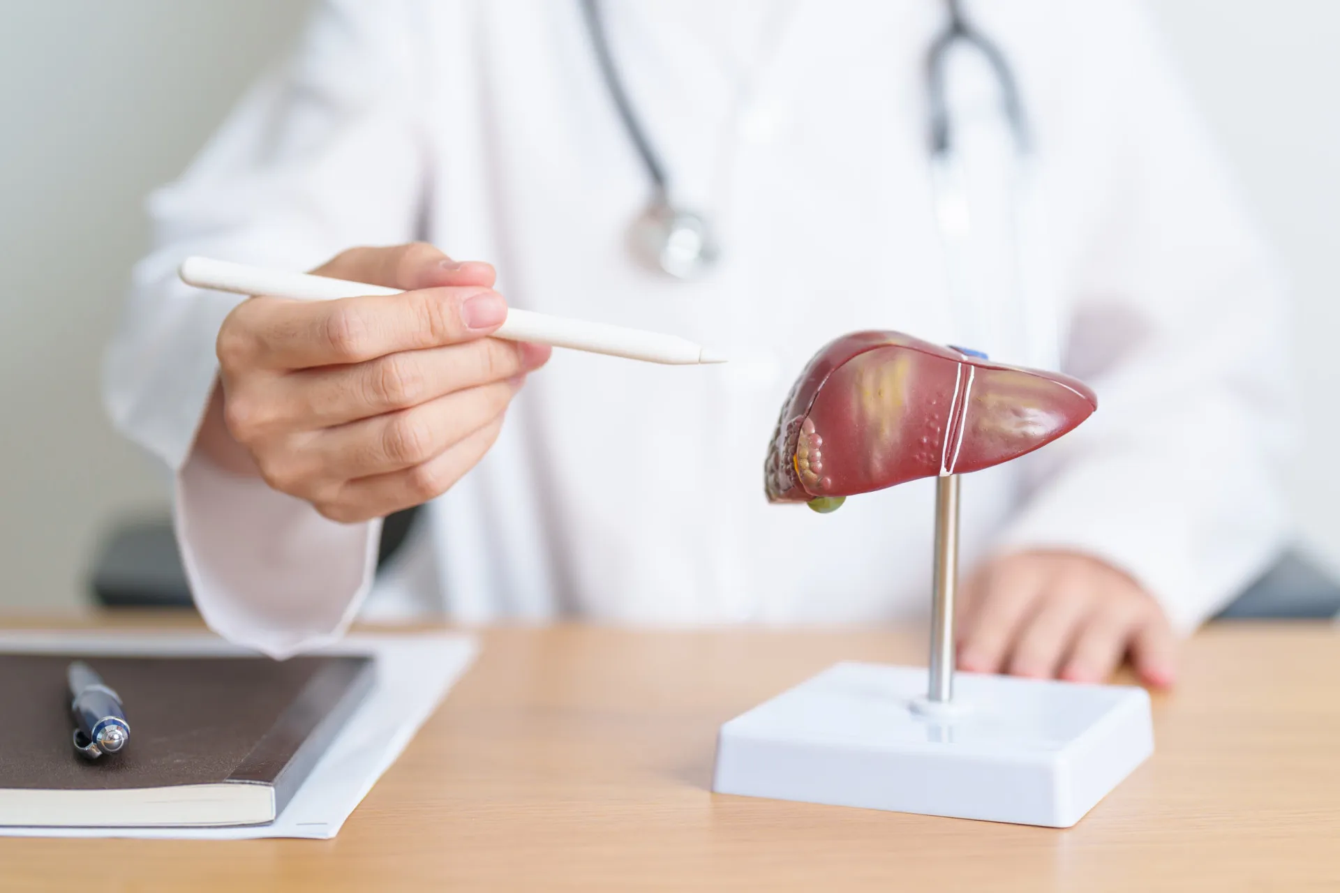 Gráfico mostrando a circulação da bile entre o fígado e o intestino.