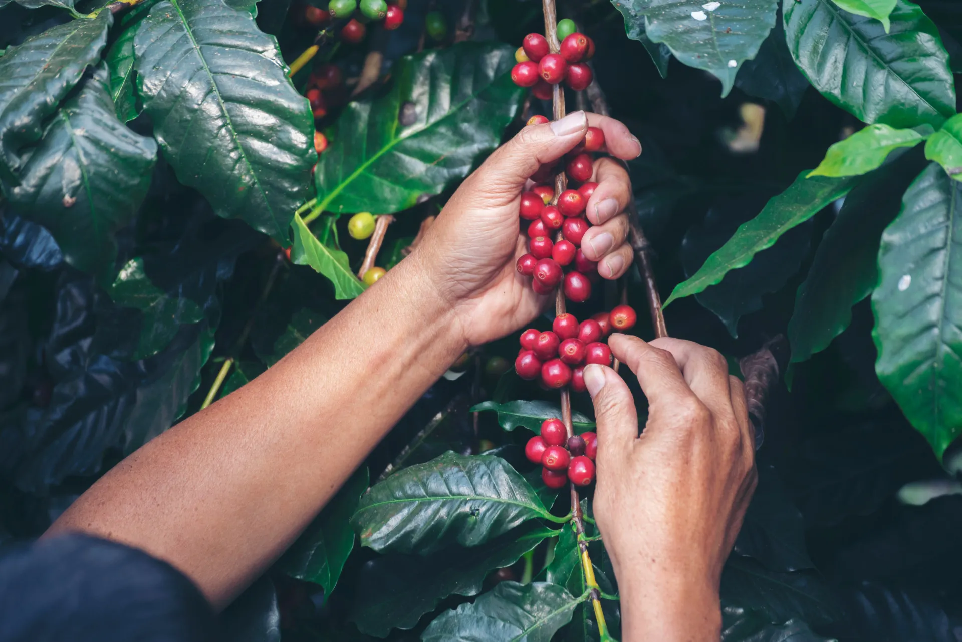 Vista de um cafezal com arbustos e árvores de café.