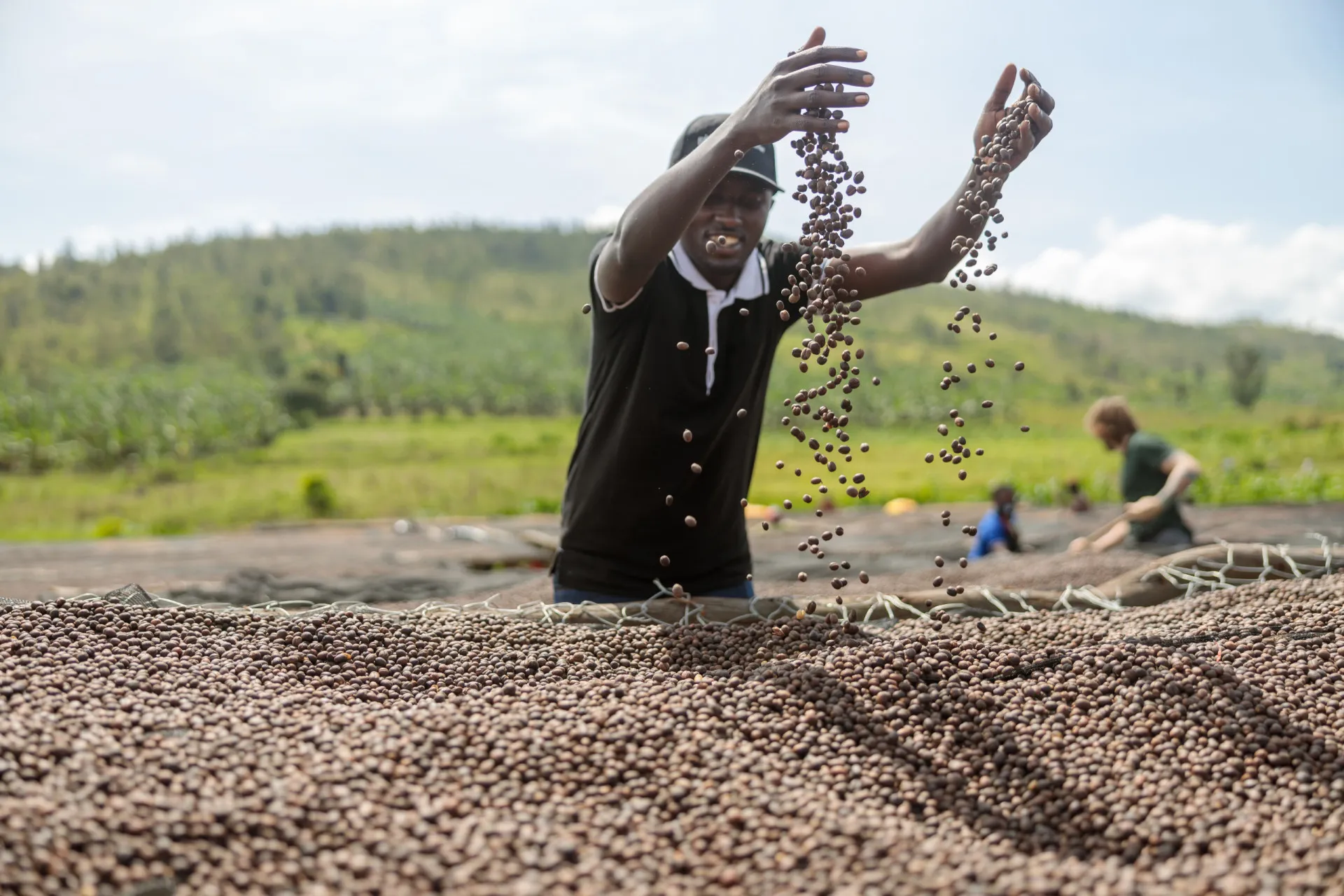 Dois tipos de grãos de café, Arábica e Robusta, lado a lado.