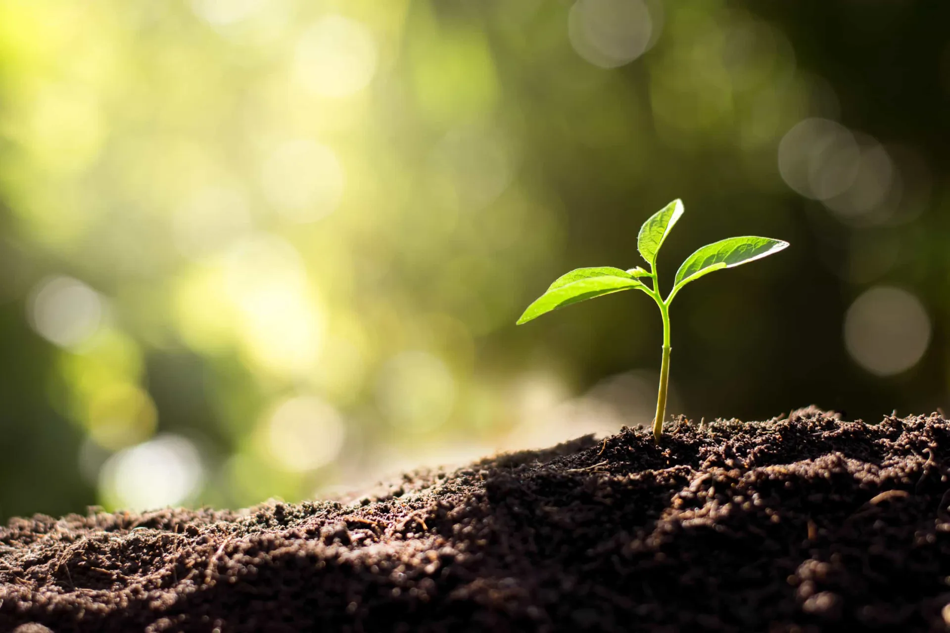 Símbolos dos signos de terra (Touro, Virgem, Capricórnio) em um fundo de terra e plantas.