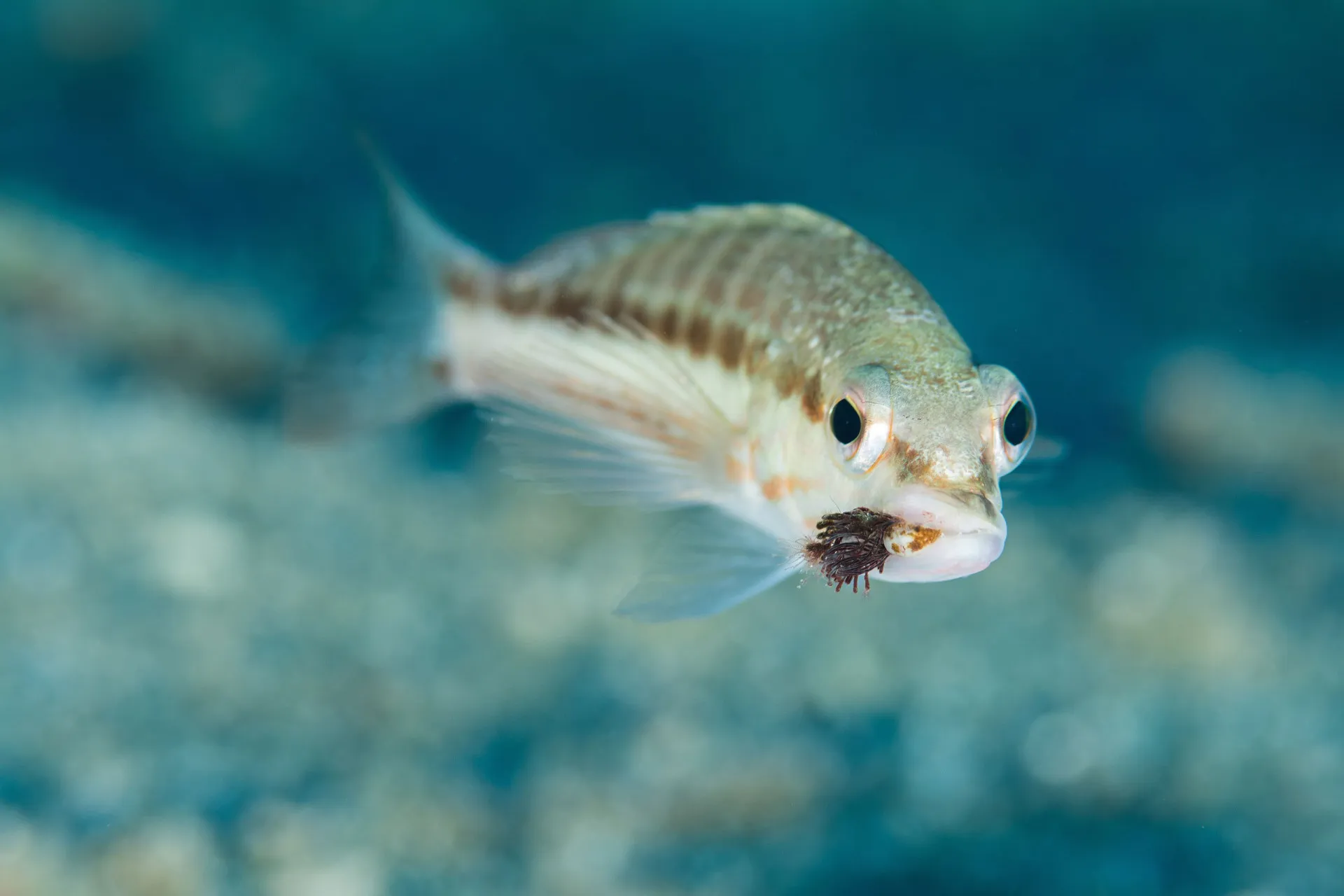 Cardume de peixes nadando, mostrando como a infecção se espalha na cadeia alimentar.