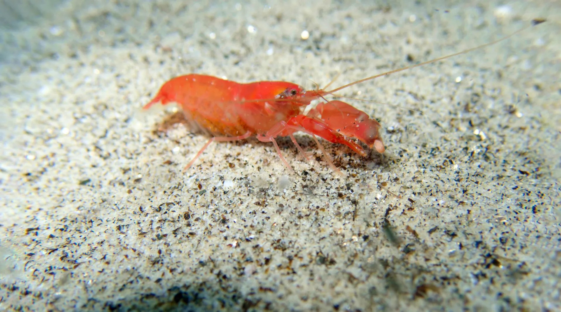 Baleia nadando no oceano, um dos hospedeiros originais dos vermes Anisakis.
