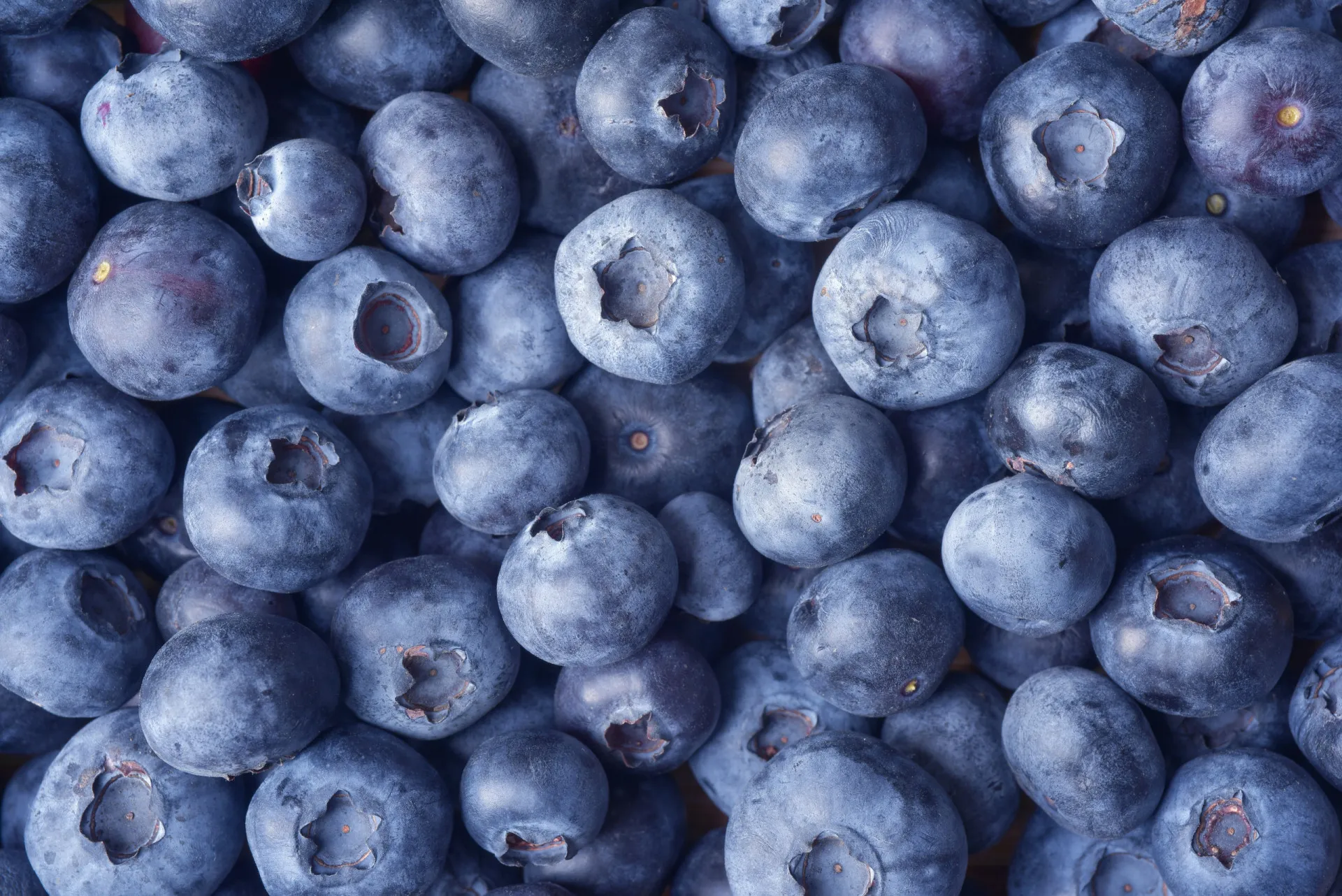 Tigela cheia de frutas vermelhas como mirtilos e framboesas, que são ricas em antioxidantes.