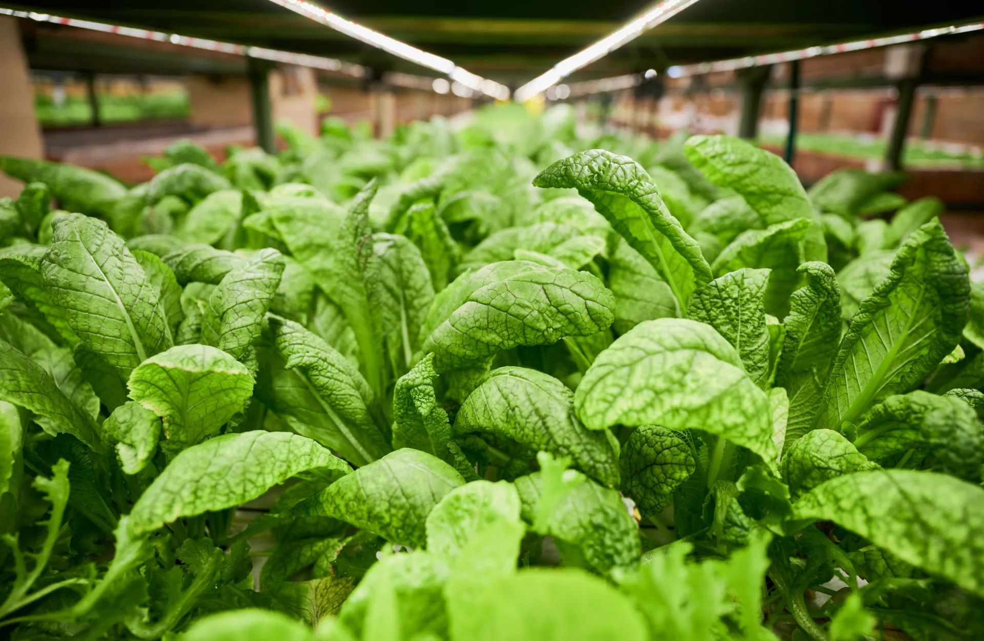 Prato cheio de salada com folhas verdes como espinafre e couve, que rejuvenescem a pele.